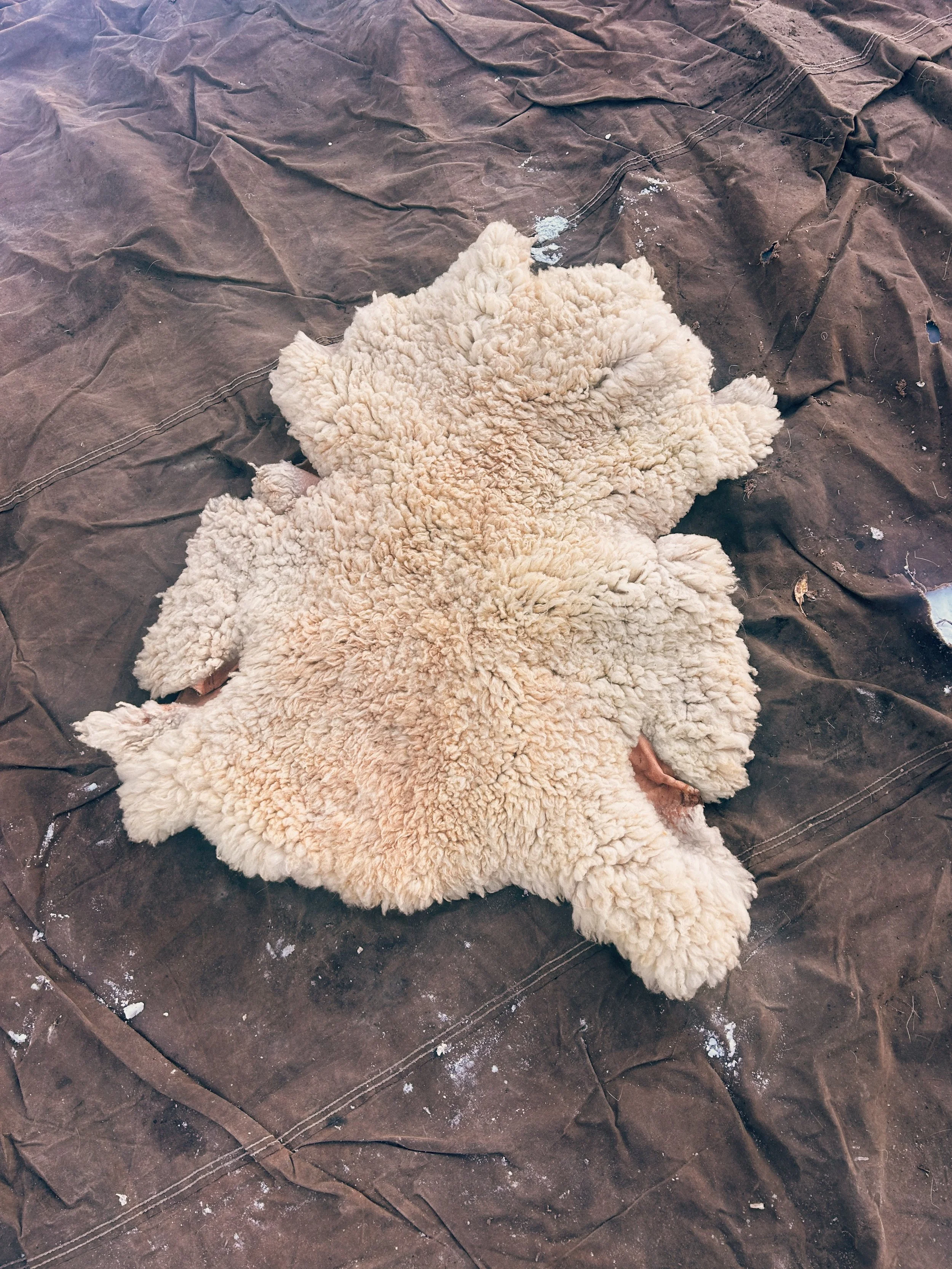 Sheep hide "Queen Anne's Lace"