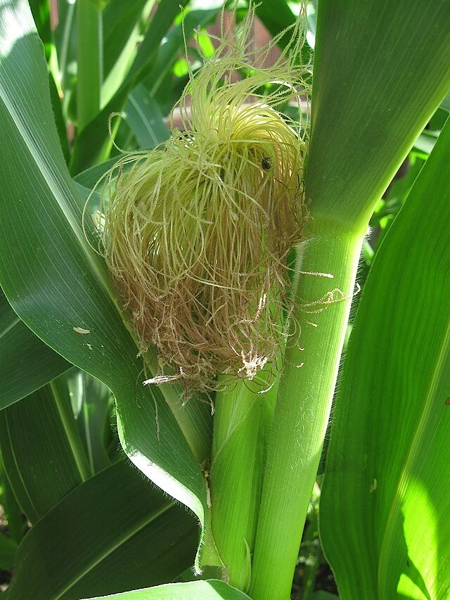 Corn_Silk,_2020-08-03,_Beechview,_01.jpg