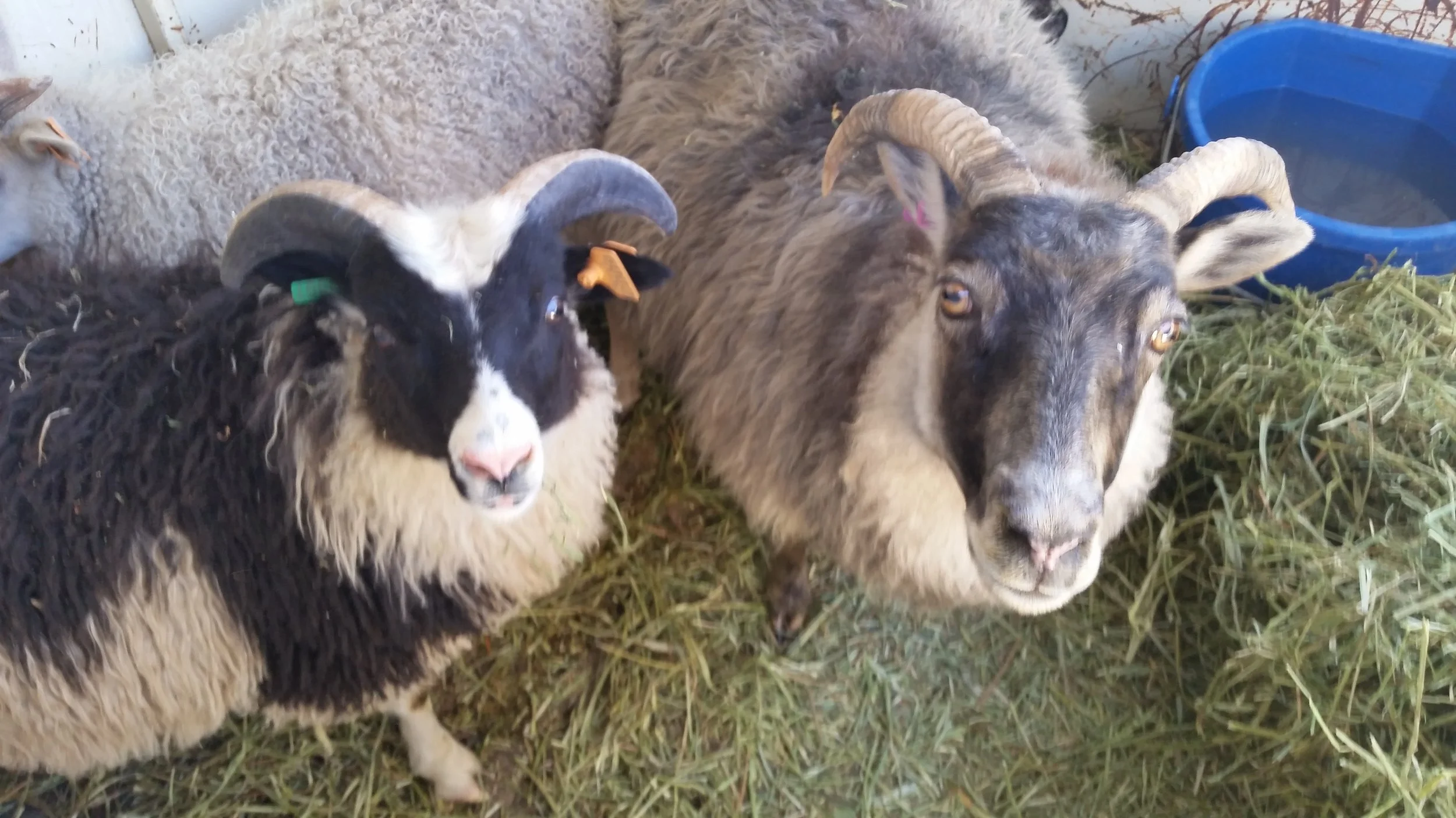 Icelandic Lamb (For The Table) - Fall Availability