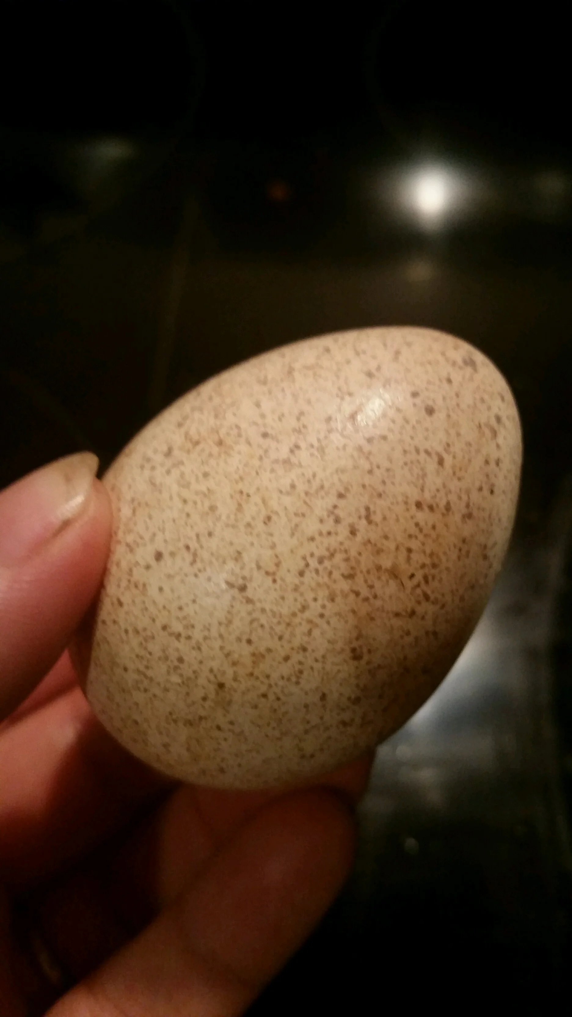 Hatching Eggs - Turkey - Spring, Summer, Fall Availability