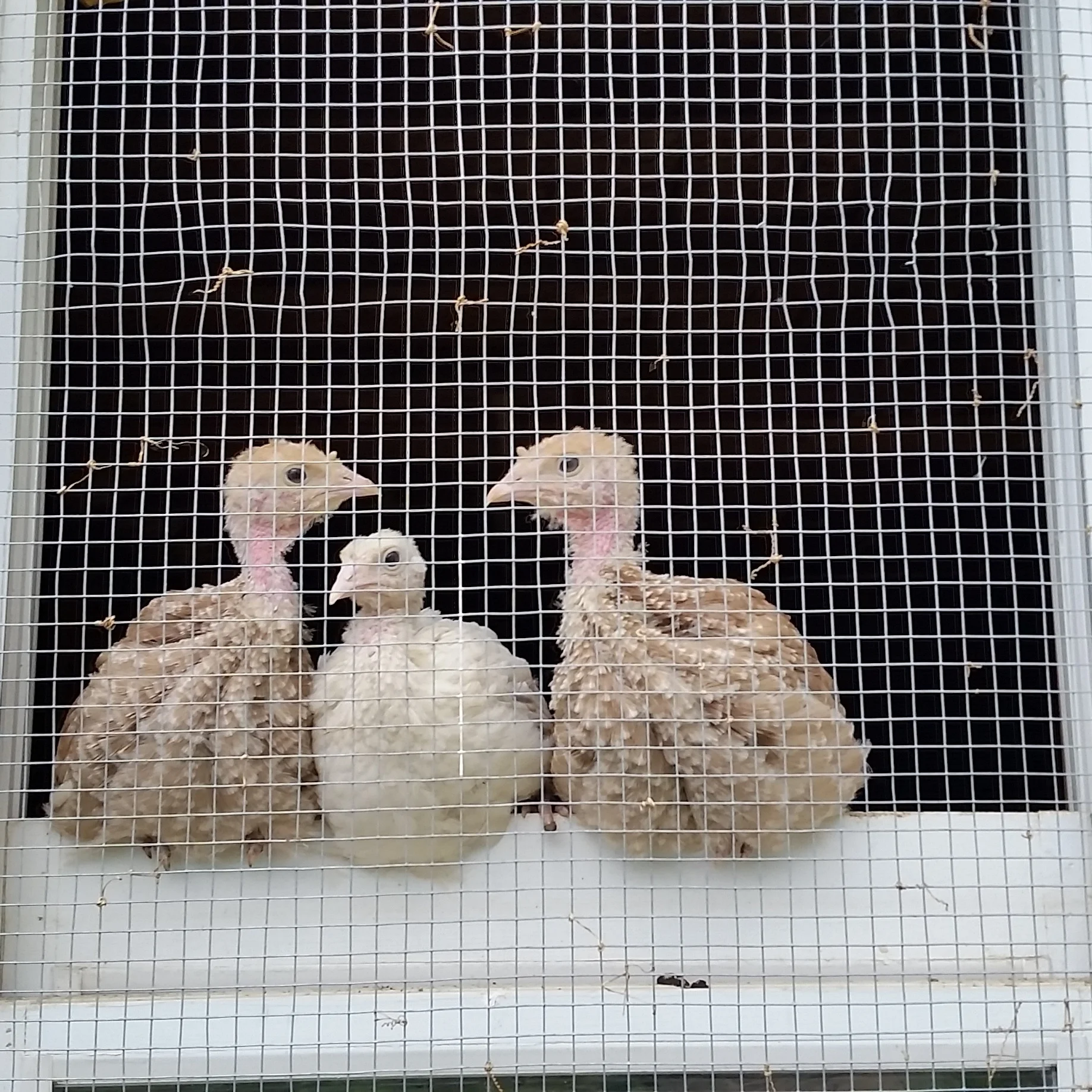 Hatched Turkey Chicks - Summer and Fall Availability