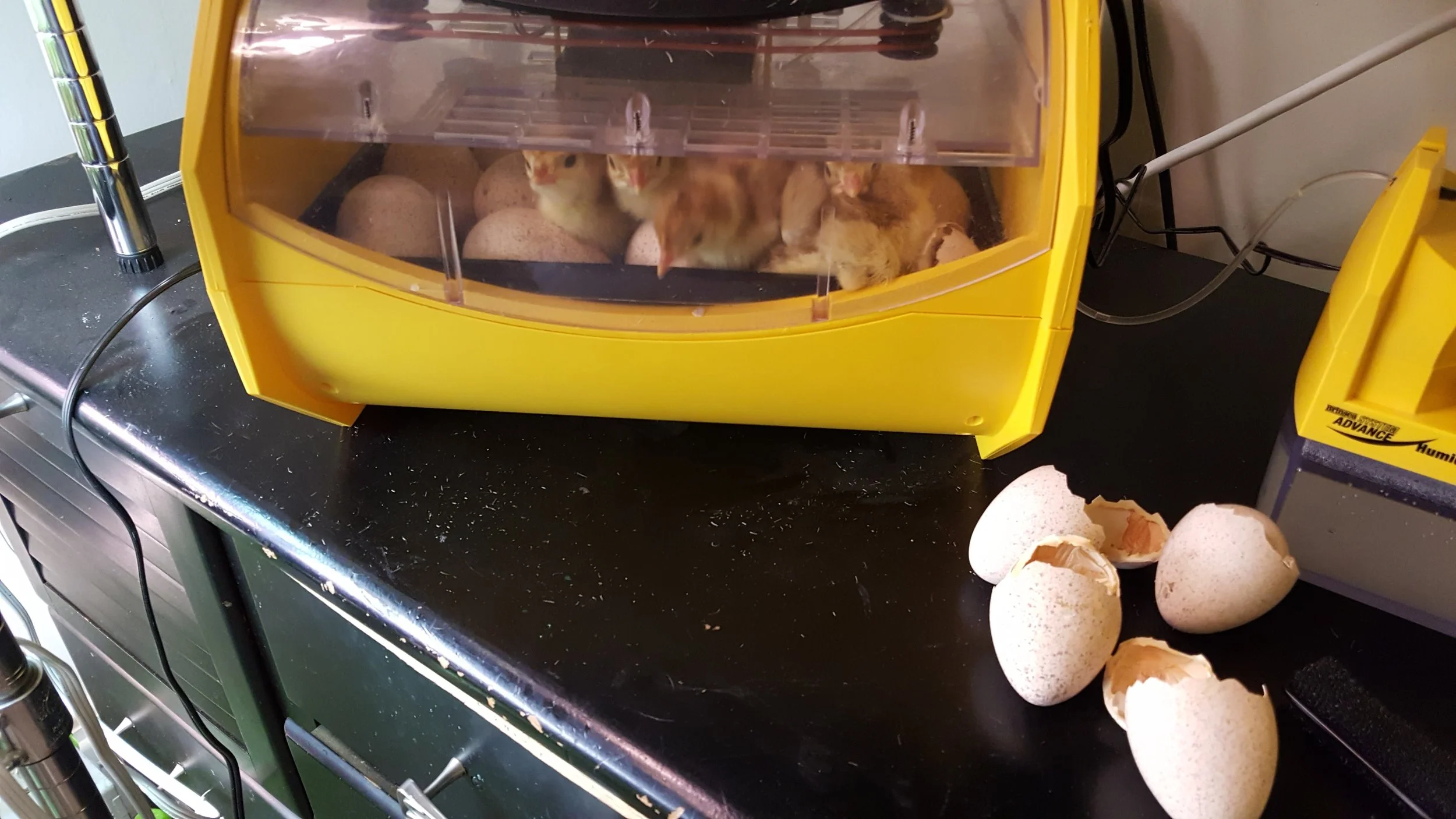 Hatched Chicken Chicks - Year Round Availability