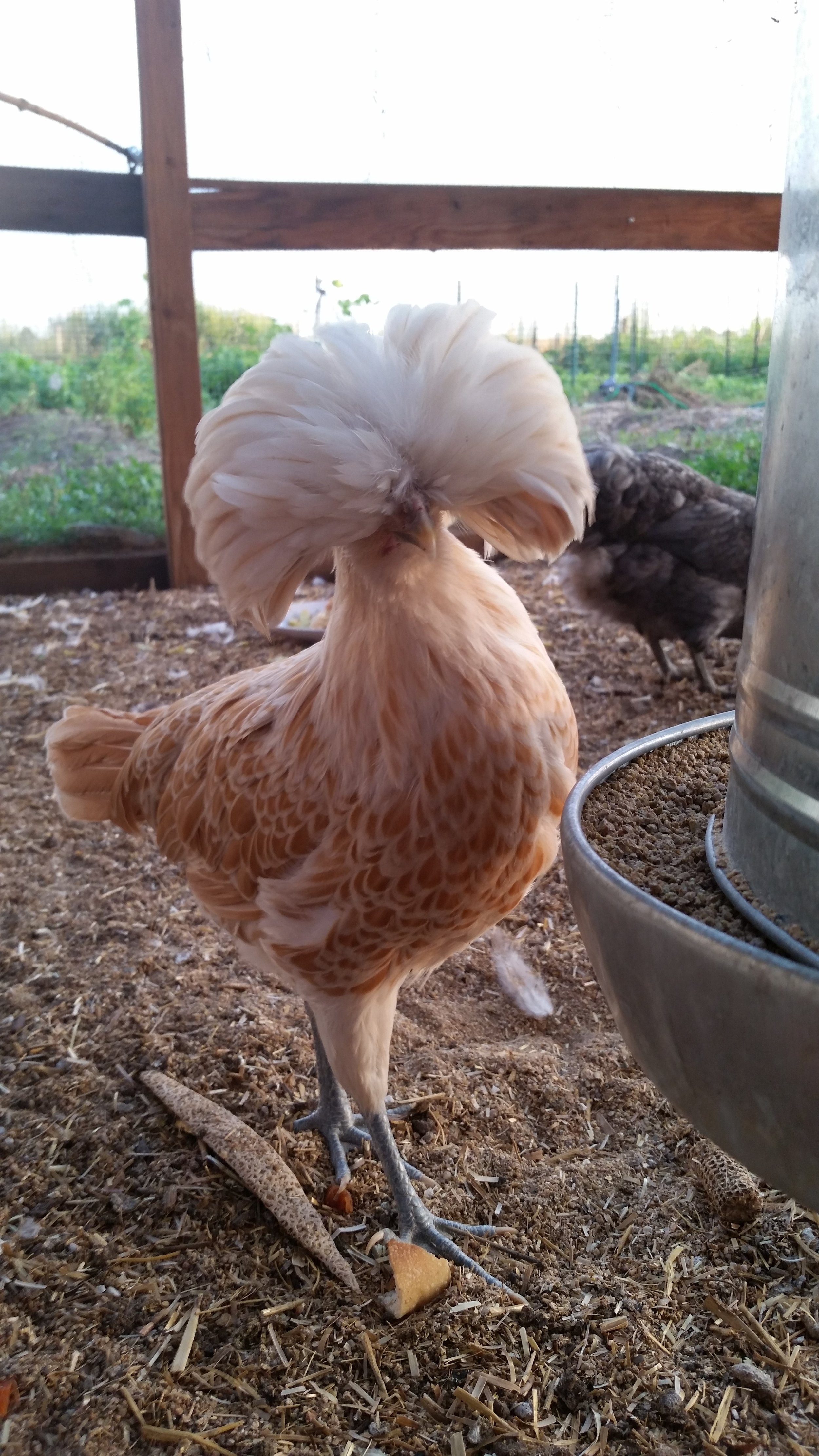 chickens_enjoying_spent_grain.jpg