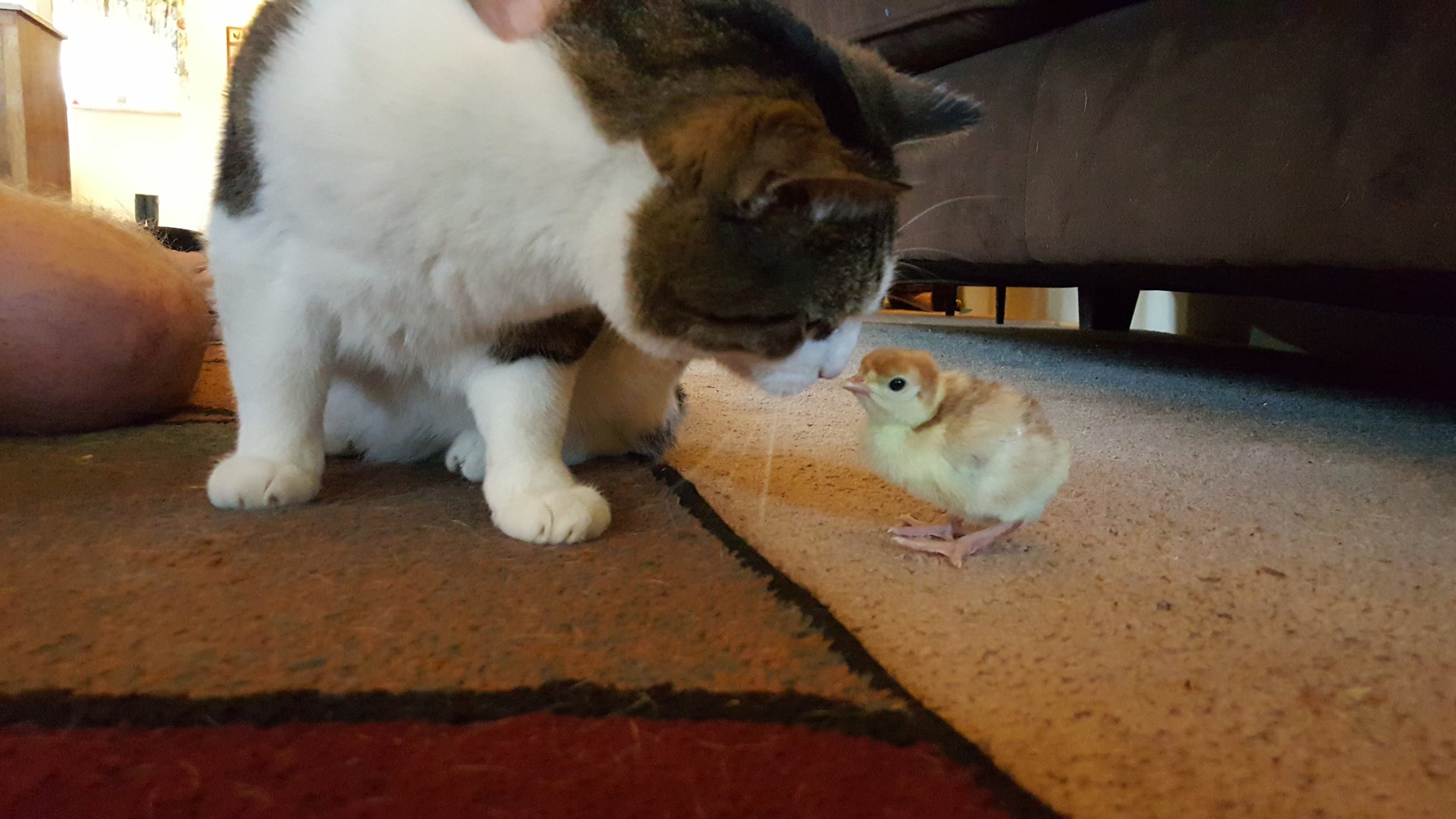 Mr. G checks out a baby chick!