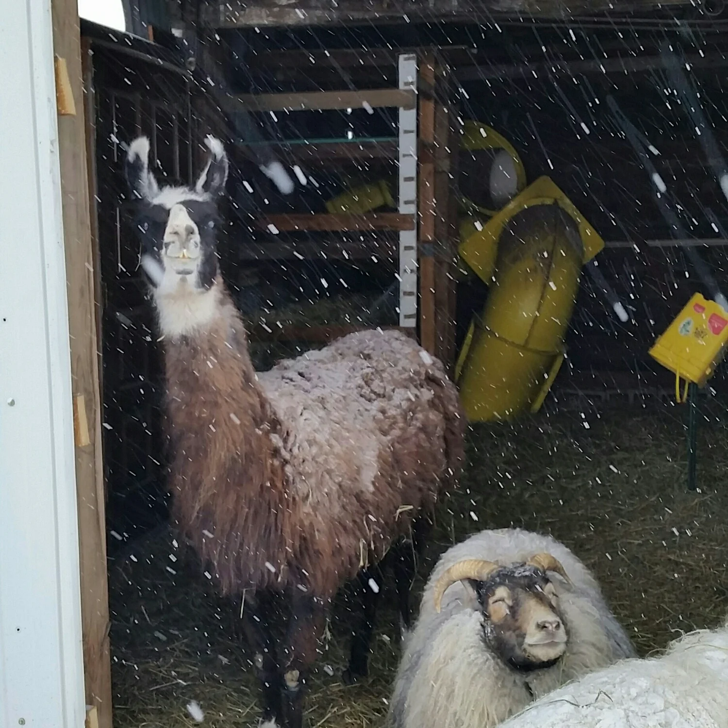 Kato and Mamacita enjoy the falling snow from the barn....
