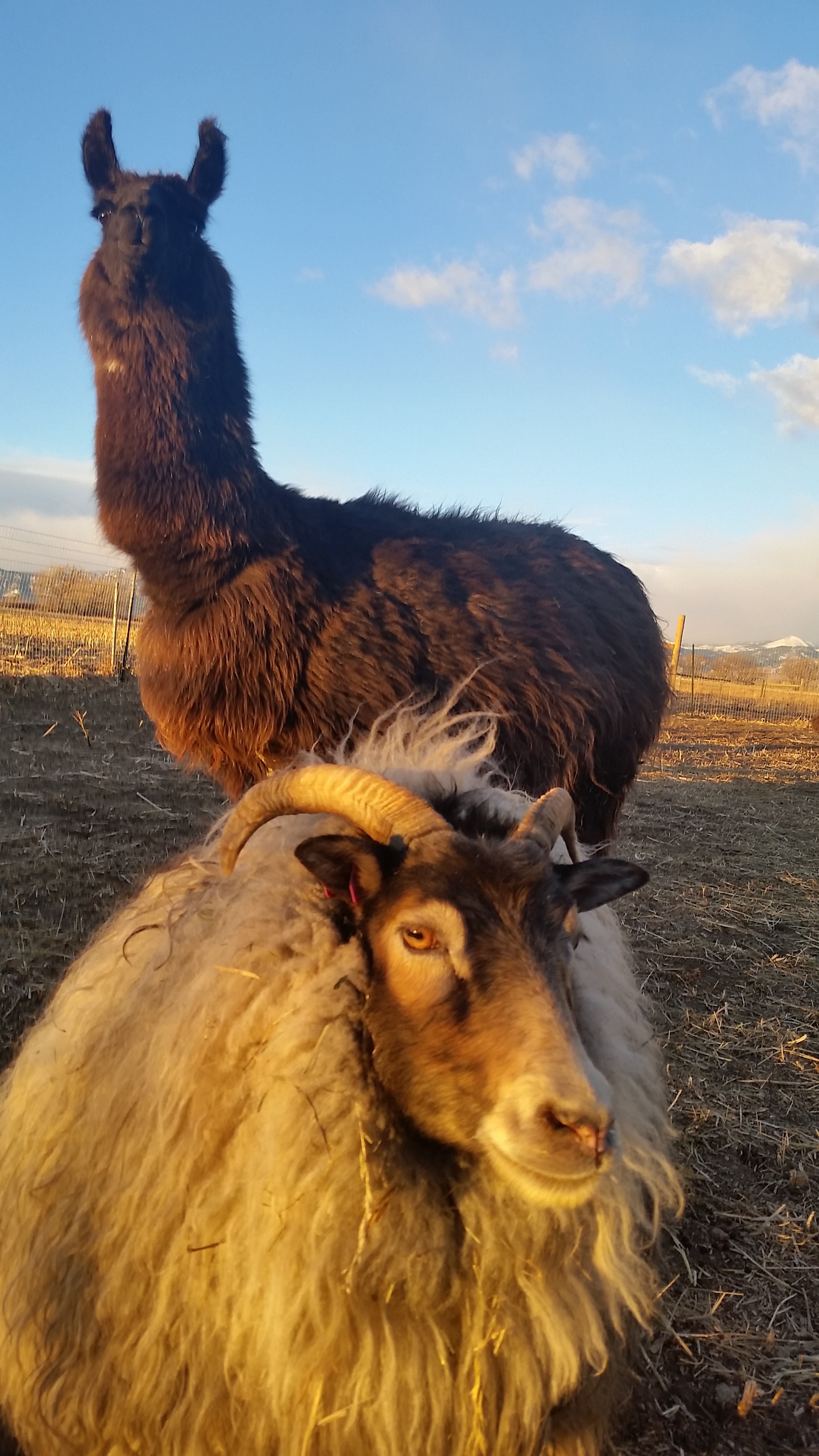 Guss was noticeably attentive to my interactions with the sheep this morning, at one point coming withing a couple feet and bending down to get a better look at what we were doing. While still timid, Mamacita is definitely warming up to me - letting me touch her nose briefly this morning, all under the watchful eye of Guss. I think this is a beautiful photo of the two, glowing in the morning sun.