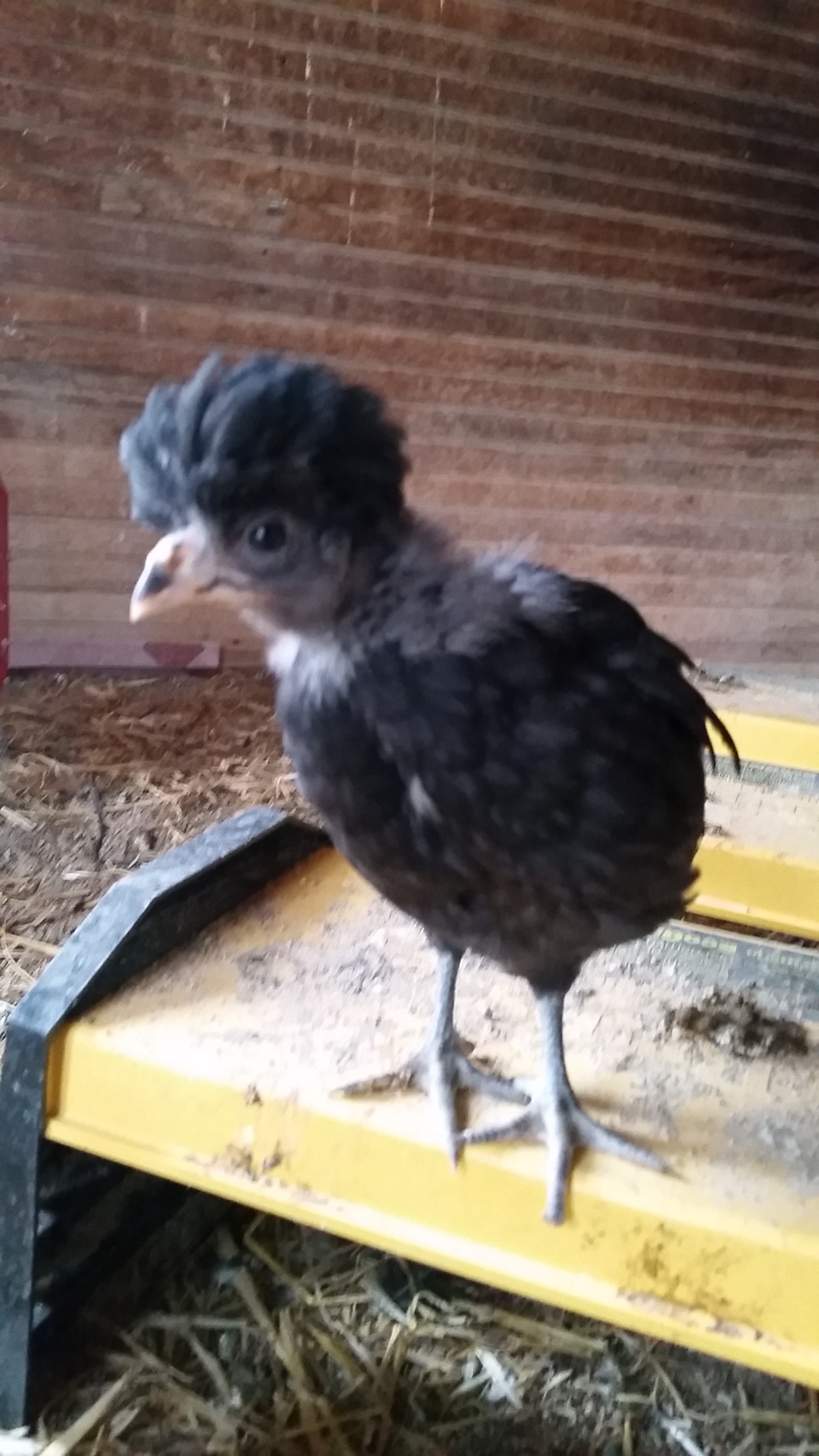 Underfoot as a baby chick!