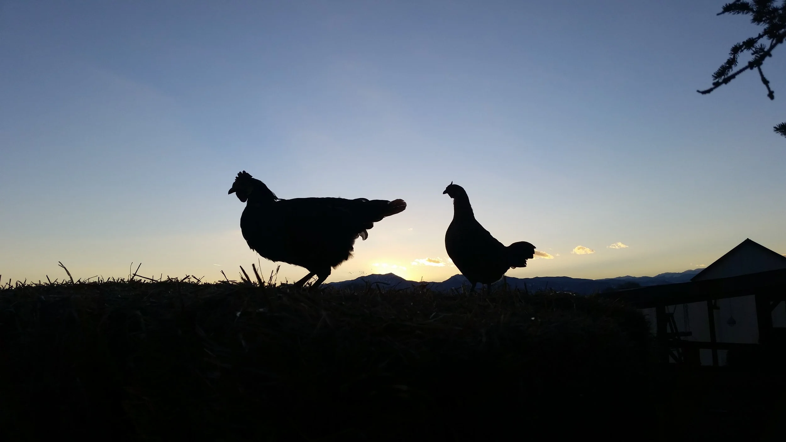 sunset-chicken.jpg