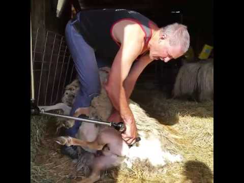 Molly gets sheared