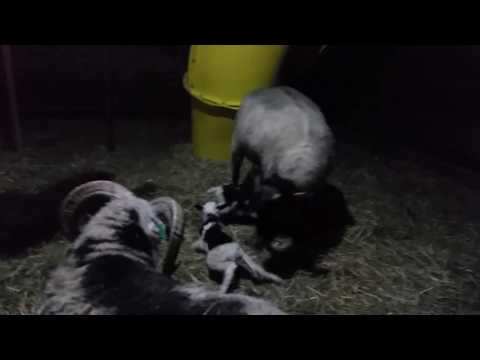 Welcome little lambs! Maggie has here babies! (Yes, twins!)