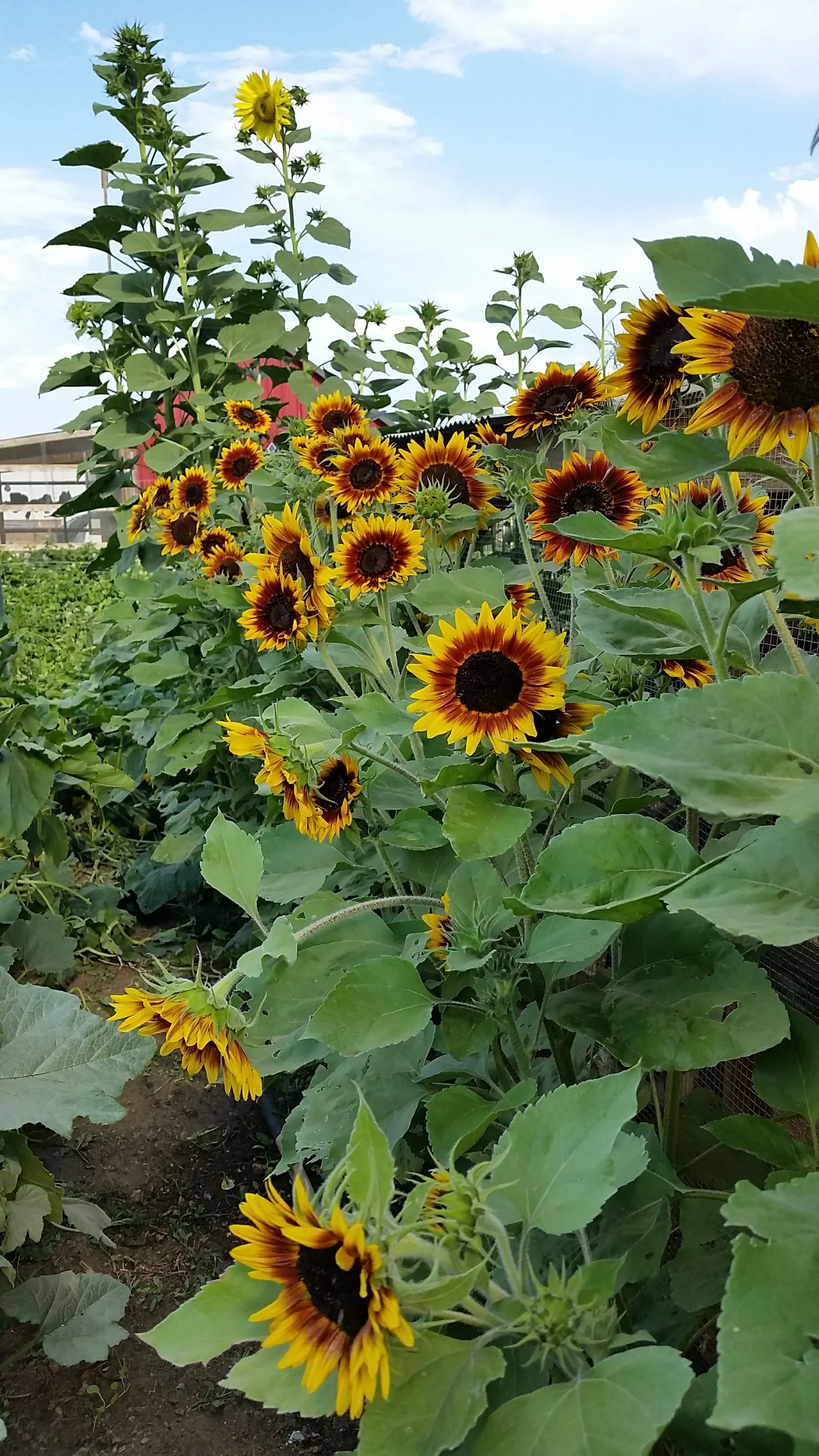 20170802_084954.jpg