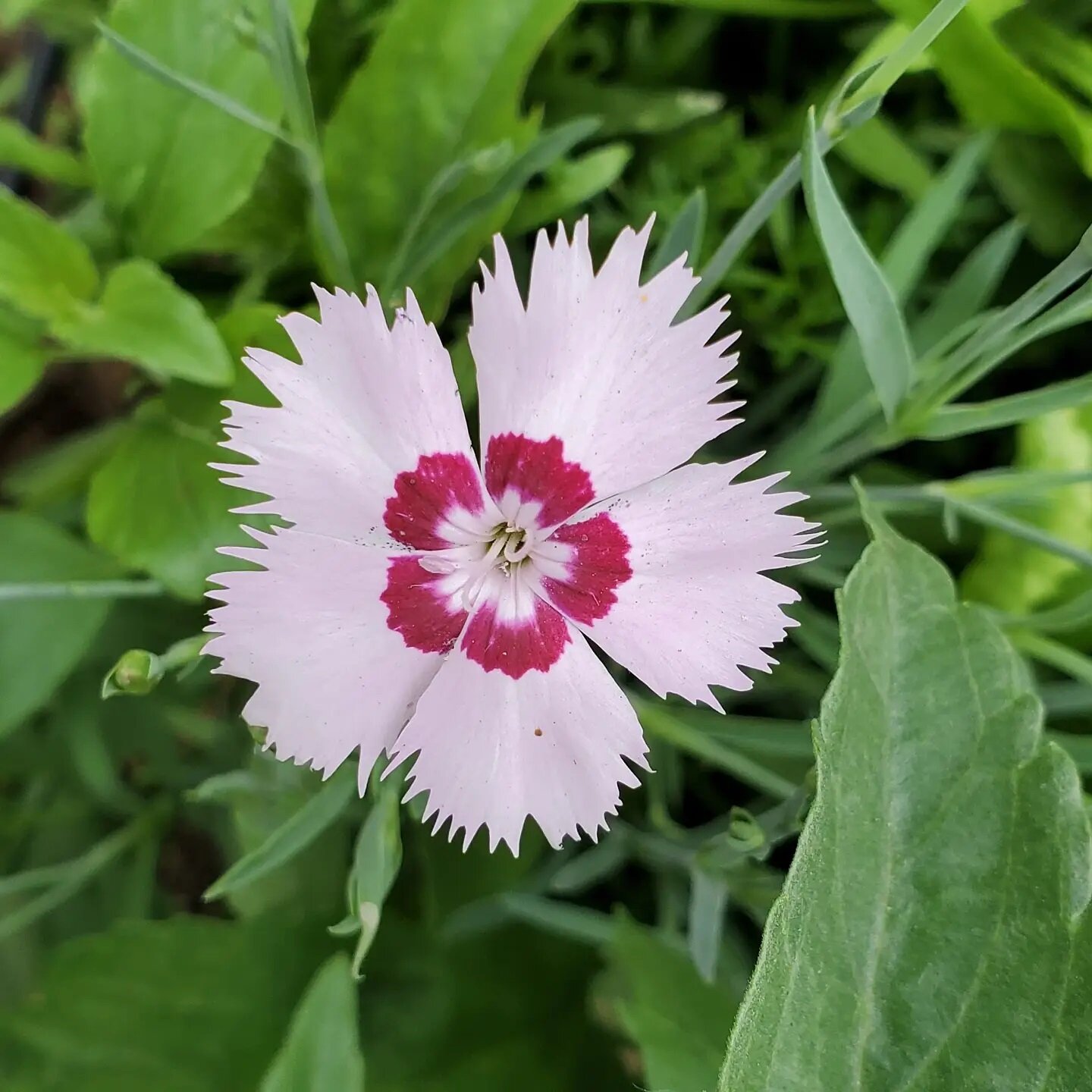 More fun funds in the new flower bed!  This is so fun!!!!! Why didn't I do this sooner? Love my veg garden and all but flowers sure do put a smile on my face too! 
.
.
#flowers #surprises #garden #garden2021 #boulder #boulderco #bouldercounty #lafaya