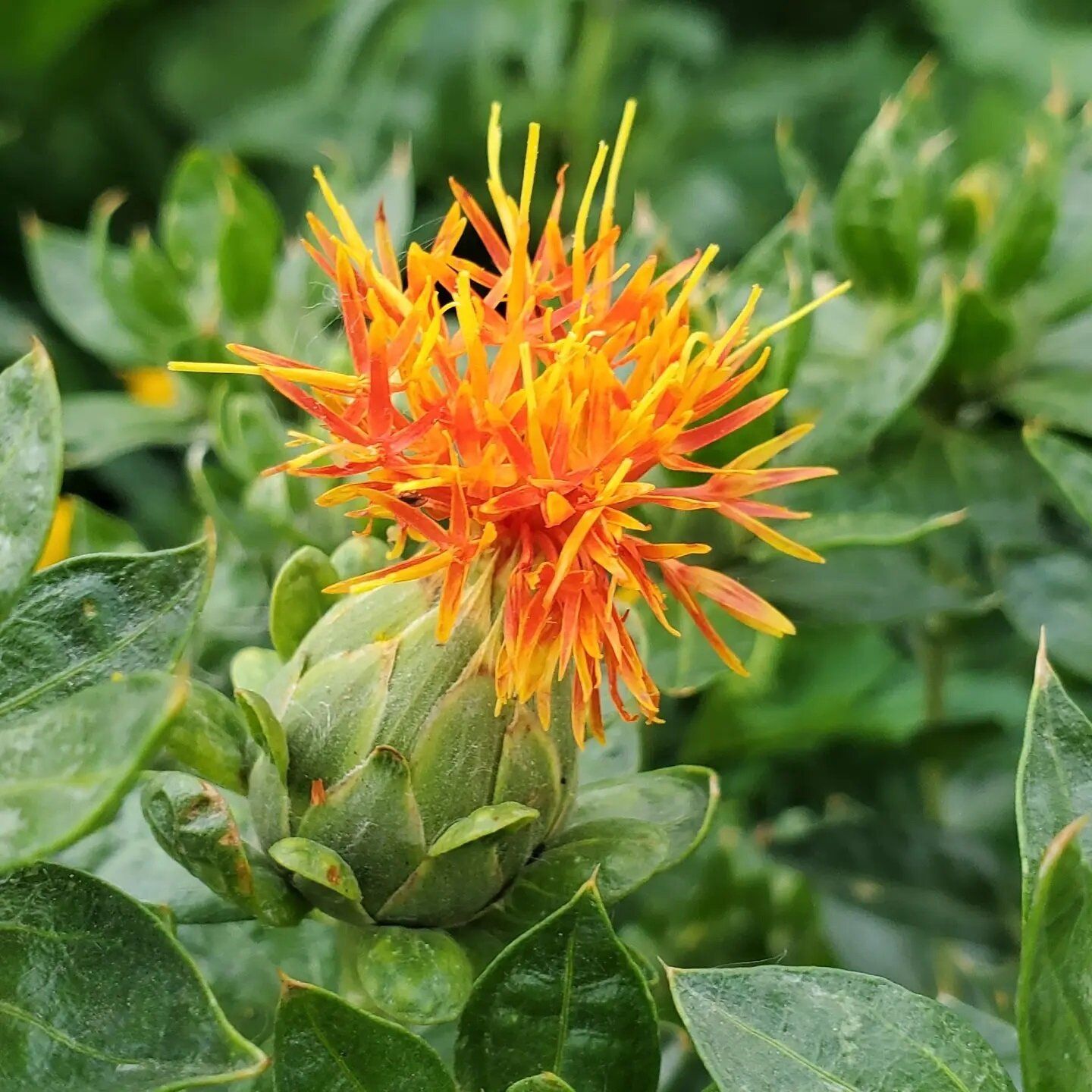 Oh!  Some more pretties from the flower bed have decided to come out! 
.
.
#flowers #garden #garden2021 #boulder #boulderco #bouldercounty #lafayatte #lafayetteco #lafayattecolorado #louisville #louisvilleco #louisvillecolorado #longmont #longmontco 