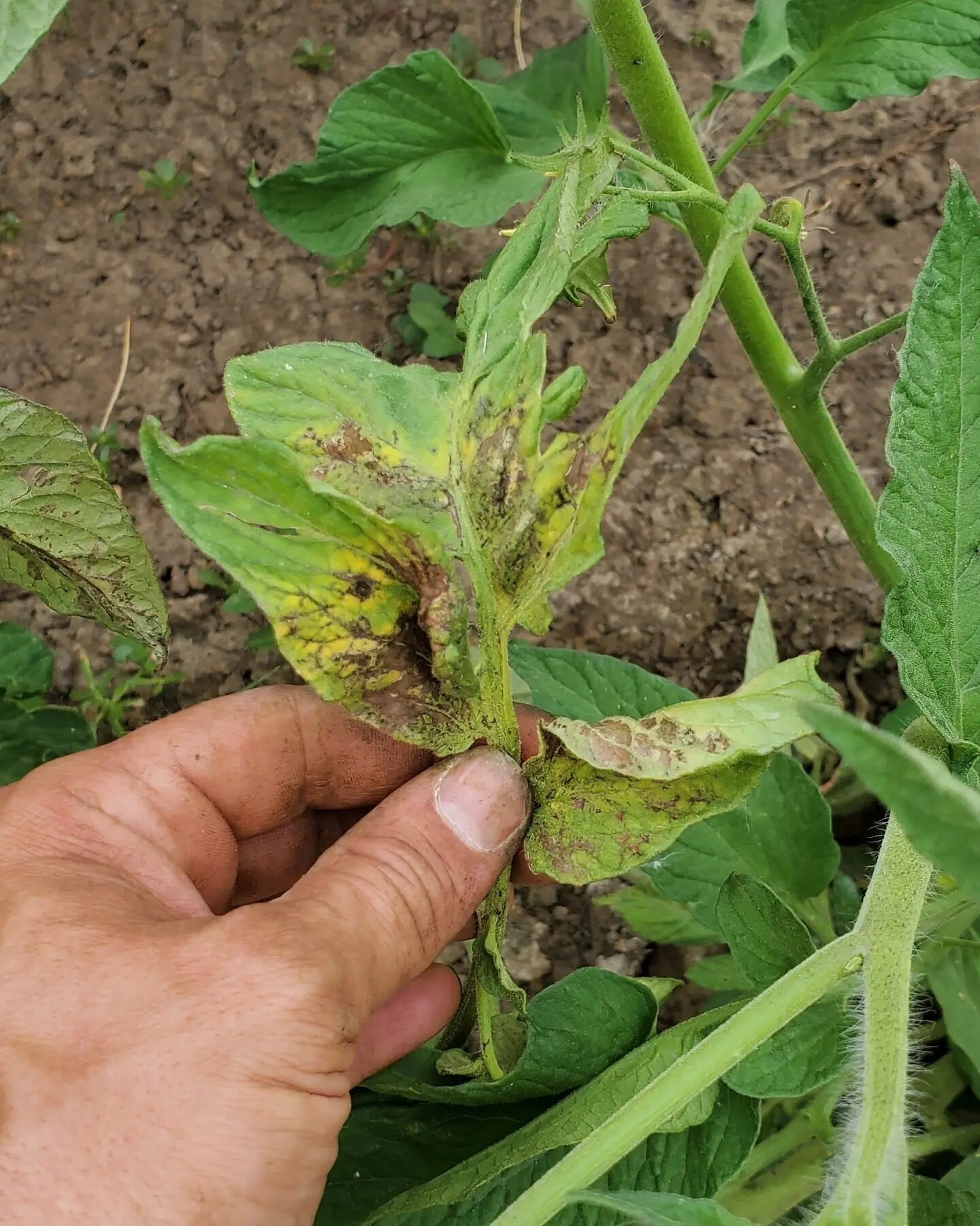 Help!  Calling all tomato gardeners!  I need your advice!  I've got 2 issues surfacing in my tomatoes - the first are brown spots developing on leaves of sections of plants (pics 1-5). The second look like leaves with edges curling in - looking kinda