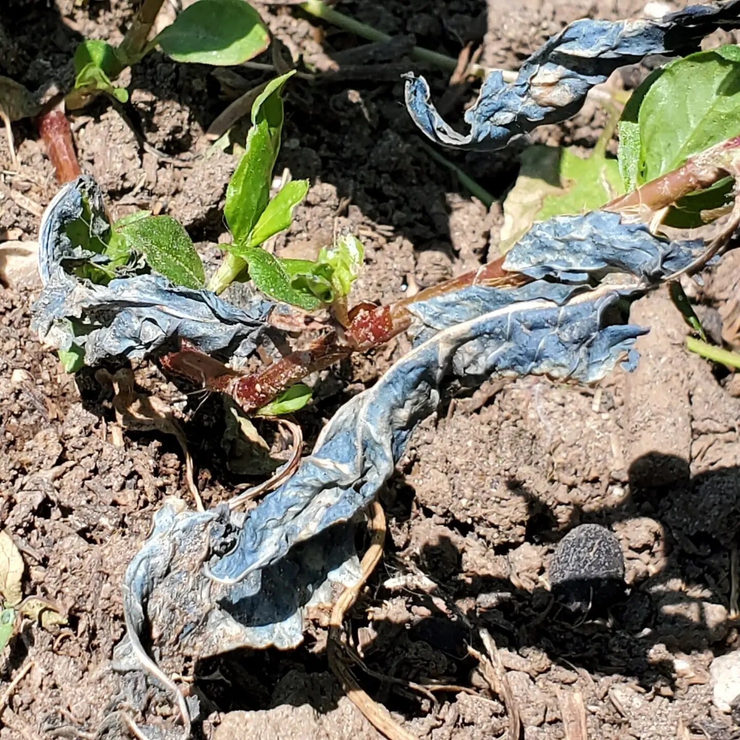 Check out that color!  It's blueuuuuuuuue!  The dried leaves on the indigo plants that have managed to survive got wet in the recent rain and turned blue!  Soooo cool!  I sure hope the handful of remaining plants (ugh, out of 80 or so I initially sta