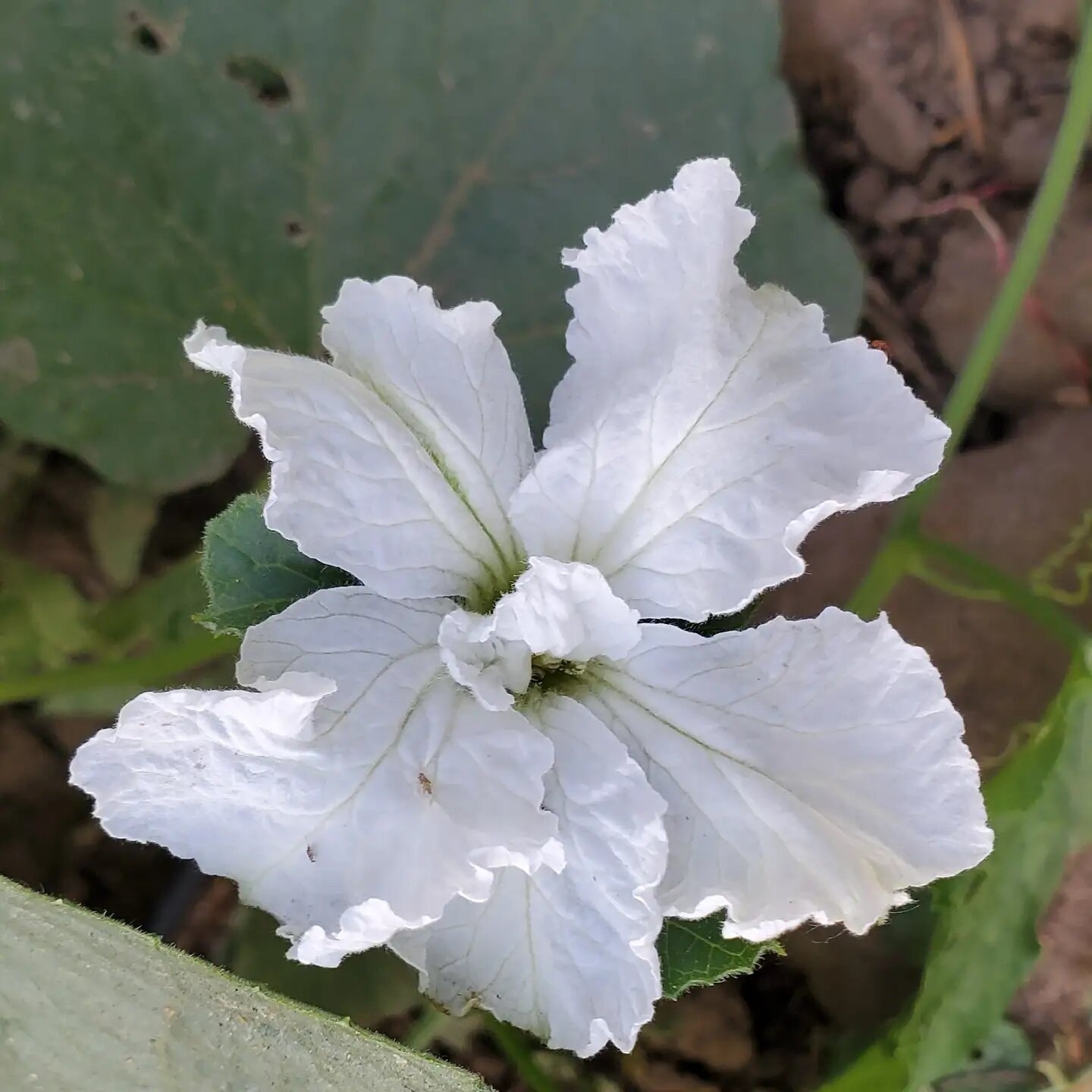 The gourds are blooming! 
.
.
#gourd #flower #garden #garden2021 #boulder #boulderco #bouldercounty #lafayatte #lafayetteco #lafayattecolorado #louisville #louisvilleco #louisvillecolorado #longmont #longmontco #longmontcolorado #bigashfarm #bigashfa