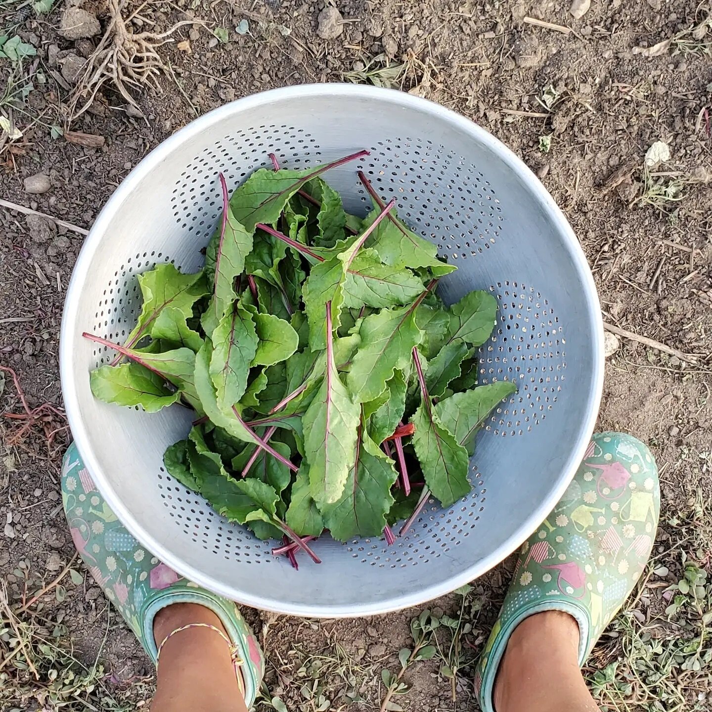 Beet greens for din -  YUM! 
.
.
#beets #greens #garden #garden2021 #boulder #boulderco #bouldercounty #lafayatte #lafayetteco #lafayattecolorado #louisville #louisvilleco #louisvillecolorado #longmont #longmontco #longmontcolorado #bigashfarm #bigas