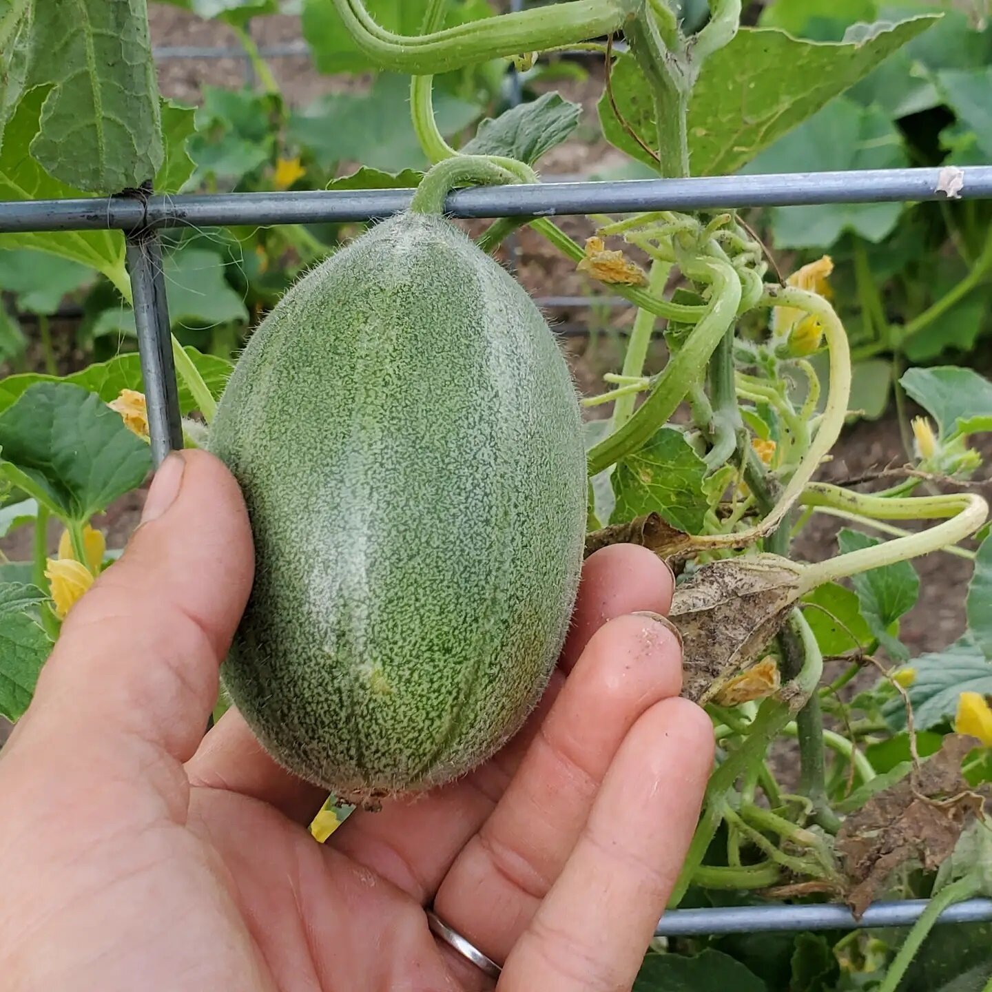 The cucumbers are starting!  Now to figure out which variety this one is - I tried a few new ones this year!
.
.
#cucumber #garden #garden2021#boulder #boulderco #bouldercounty #lafayatte #lafayetteco #lafayattecolorado #louisville #louisvilleco #lou