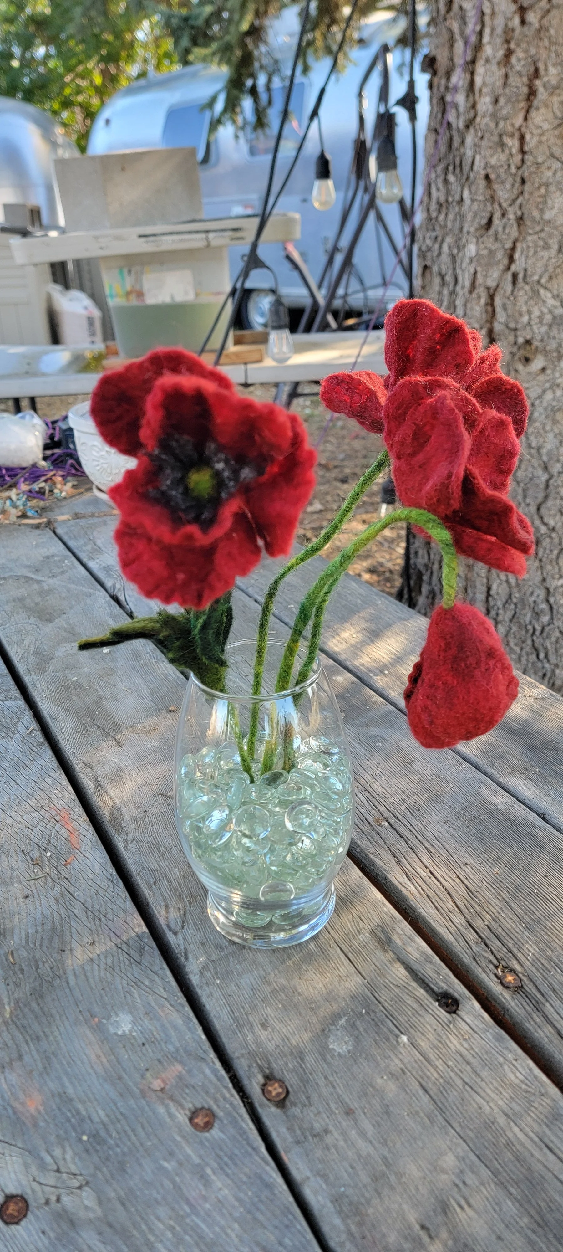 Everlasting Poppies!
