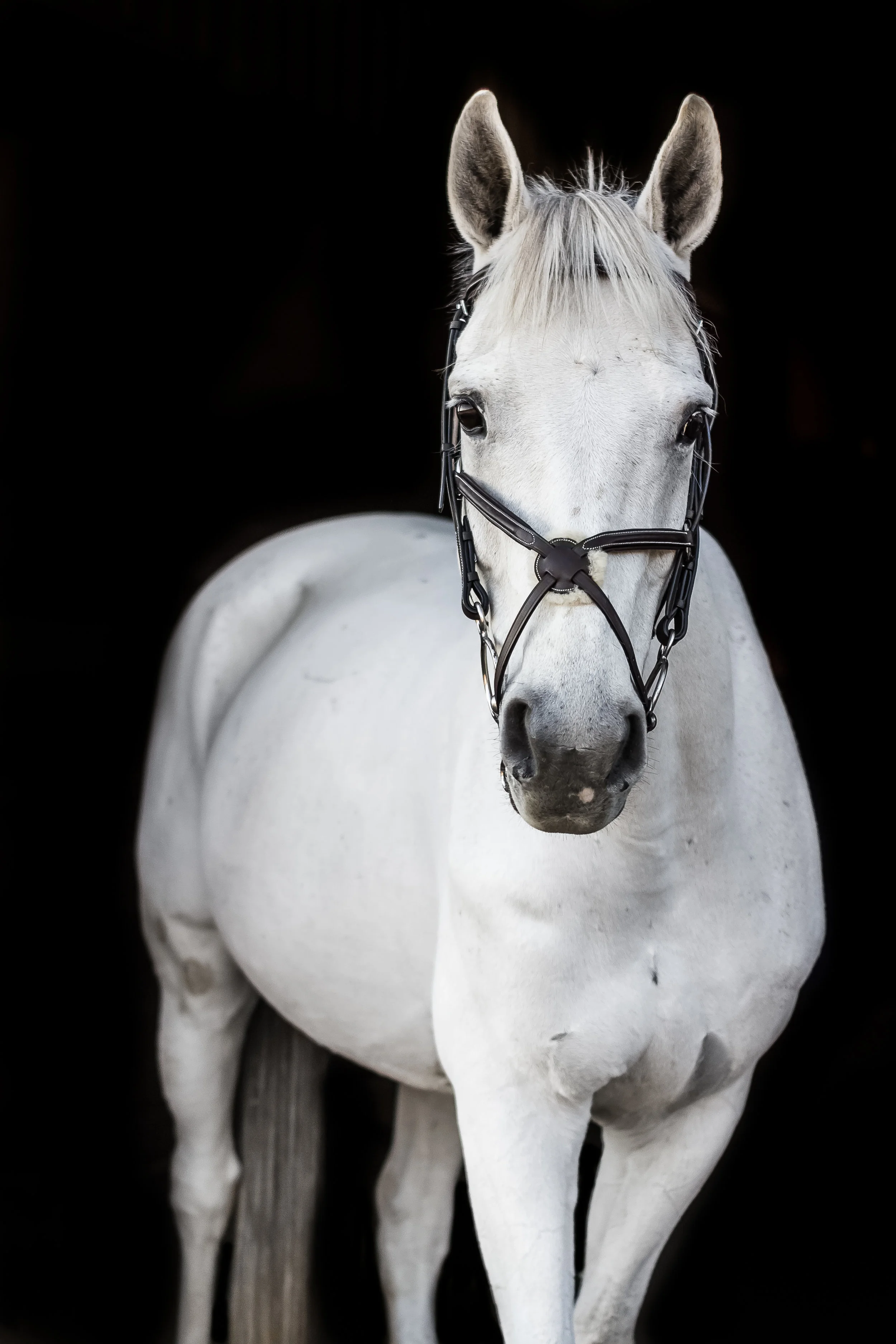 Virginia equine and portrait photopgrahy