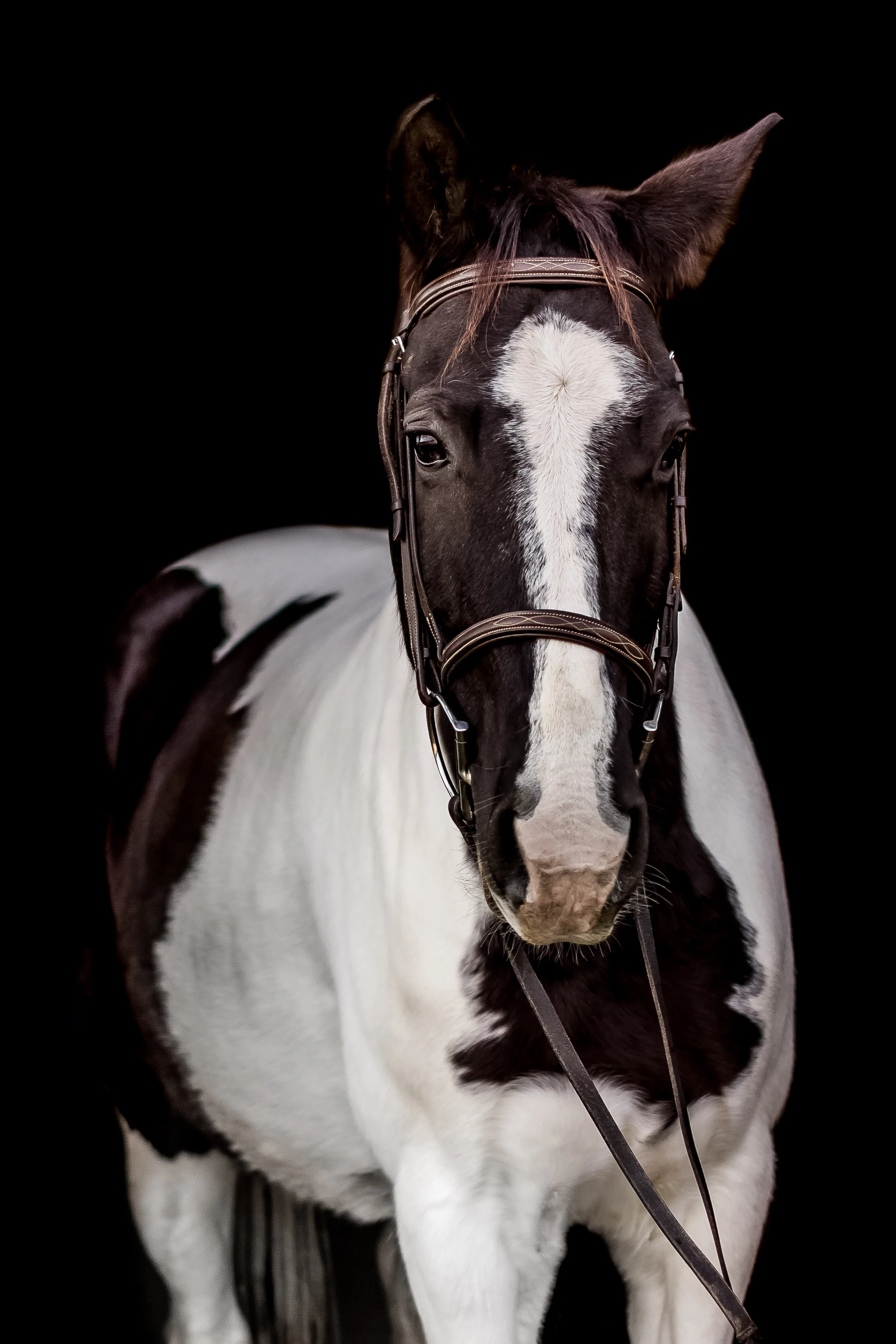Virginia equine and portrait photographer