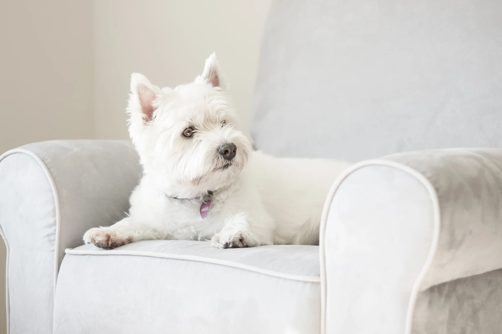 Virginia Lifestyle Pet Portrait Photography
