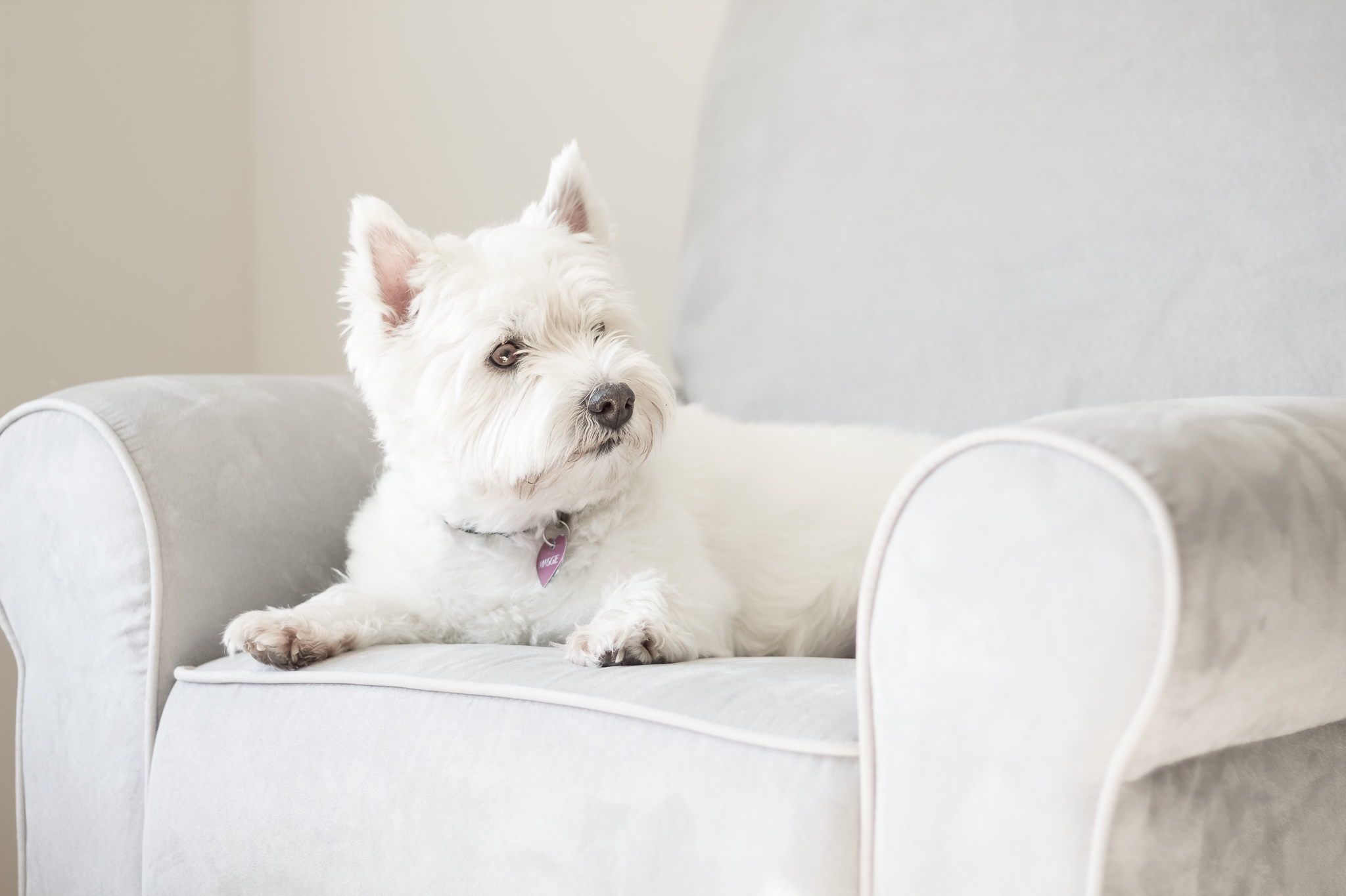 Virginia Lifestyle Pet Portrait Photography