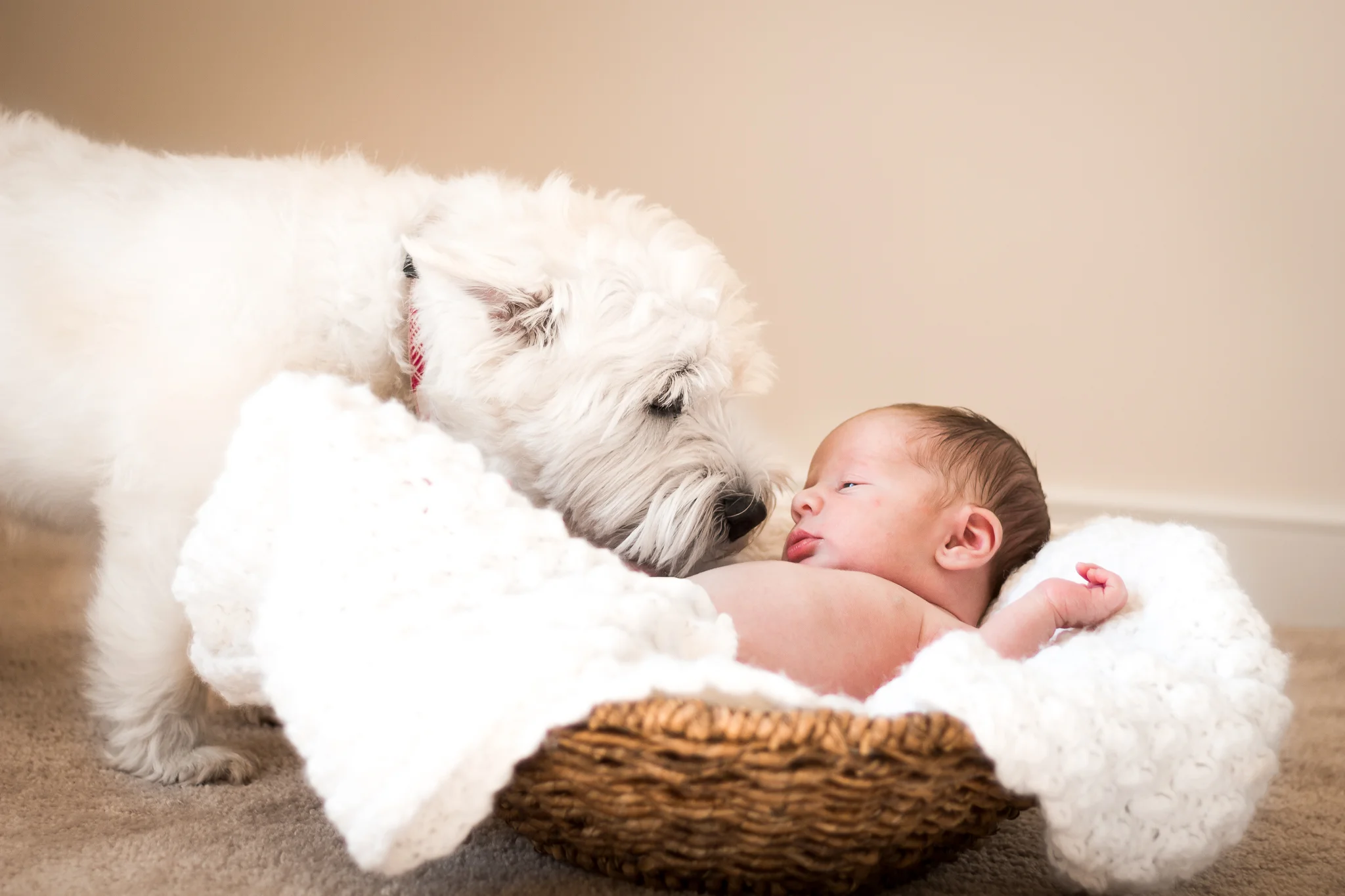 Virginia Newborn and Family Lifestyle Portrait Photograph