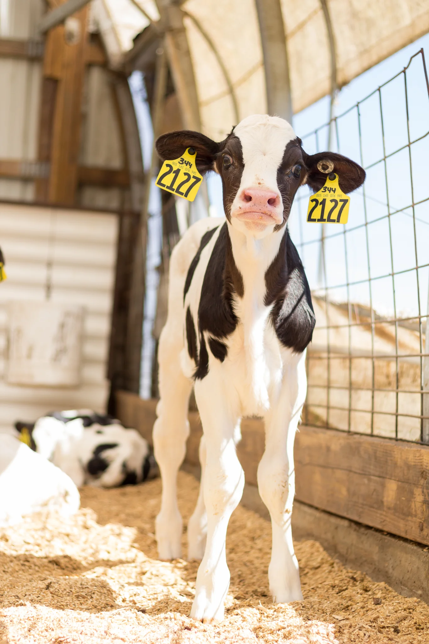Virginia Farm Portrait Photographer
