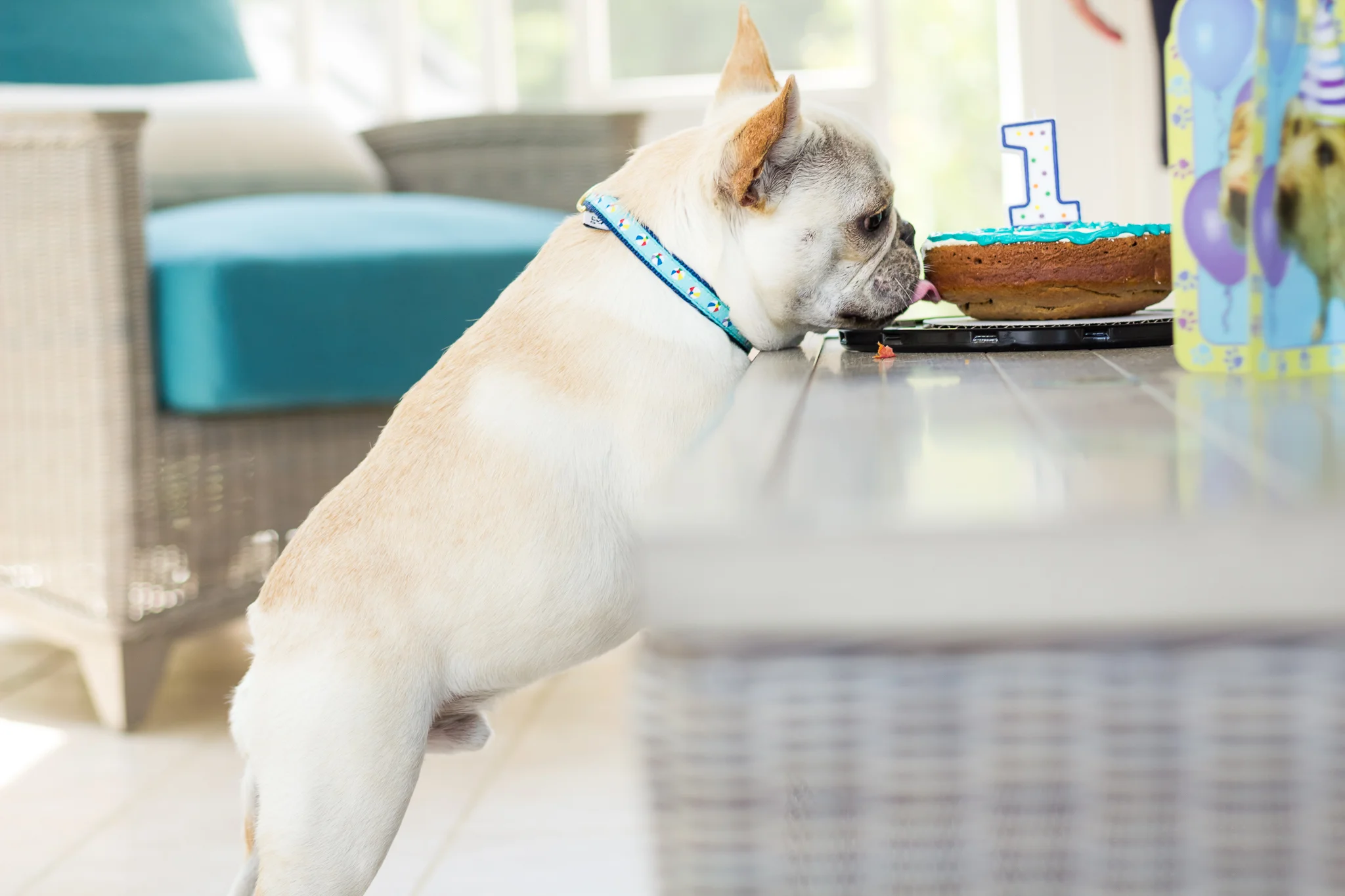 Richmond dog birthday party portrait