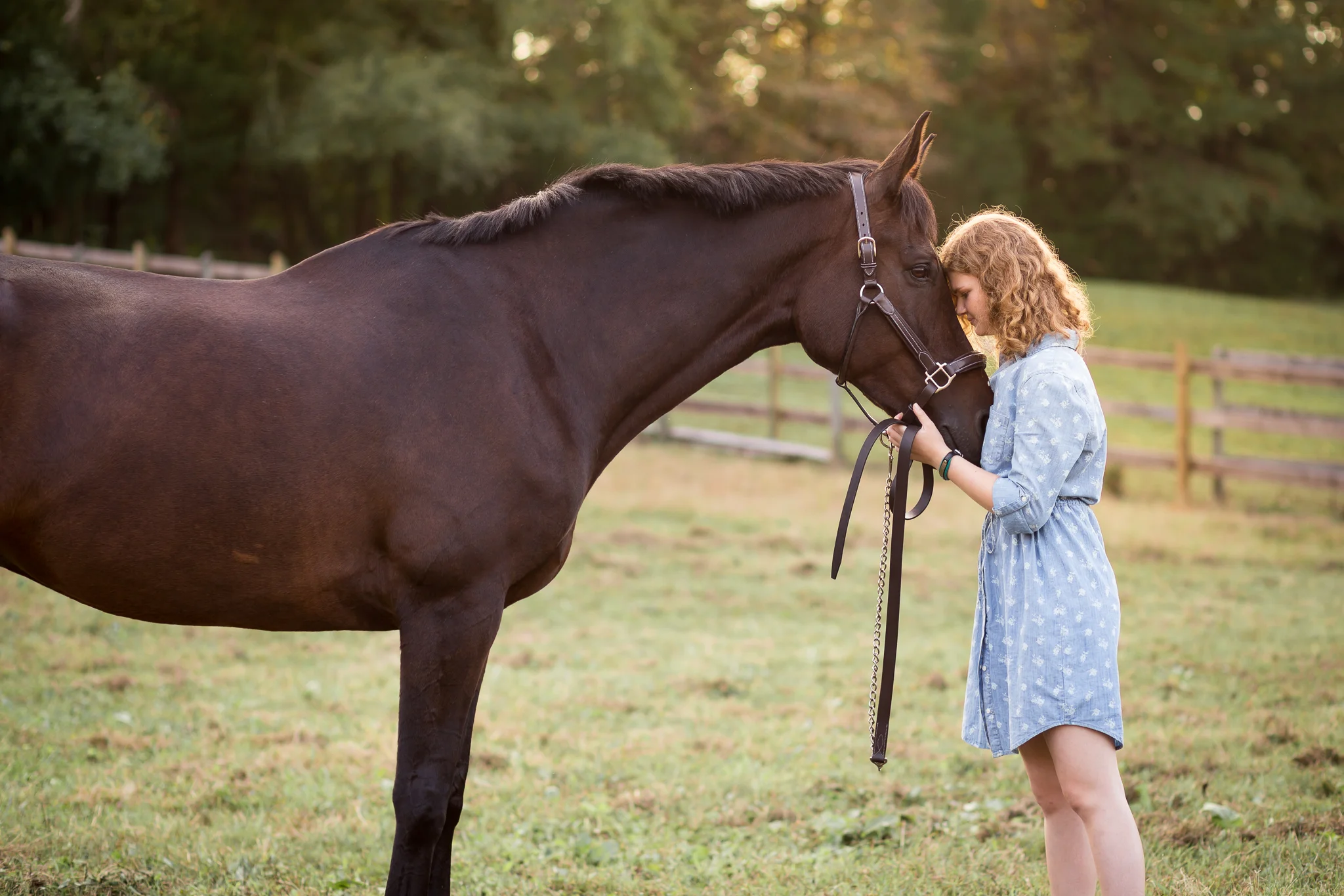 Virginia Equine Portrait Photographer