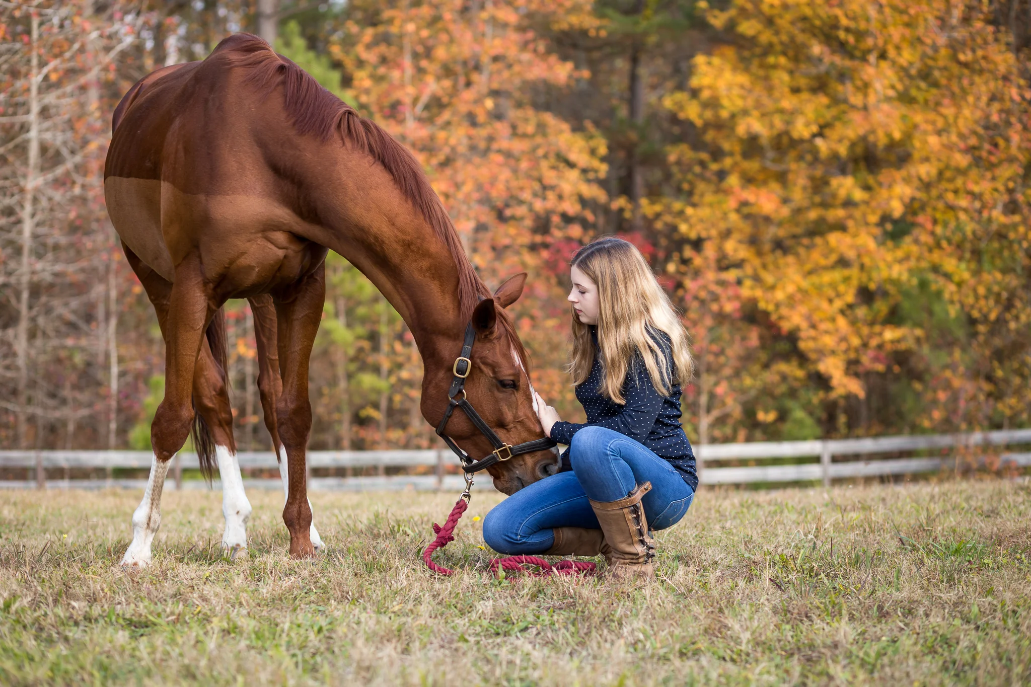 Virginia Equine Portrait Photography