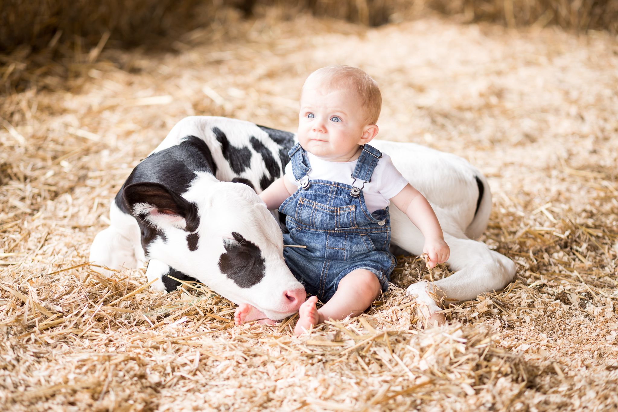 Virginia Portrait and Family Photographer - Dairy Farm Calf Session