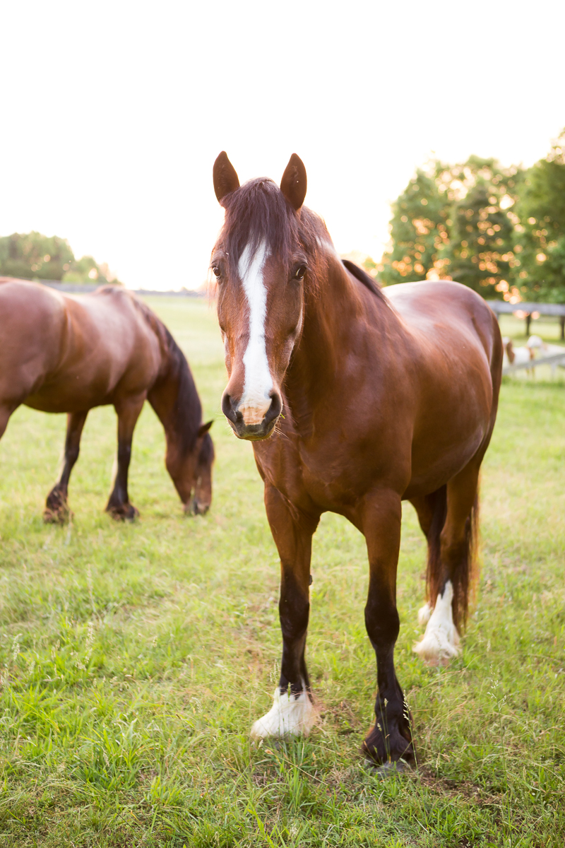 Virginia Equine Photographer