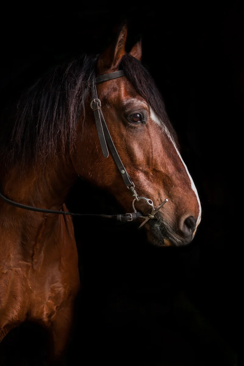 Richmond Horse Photographer