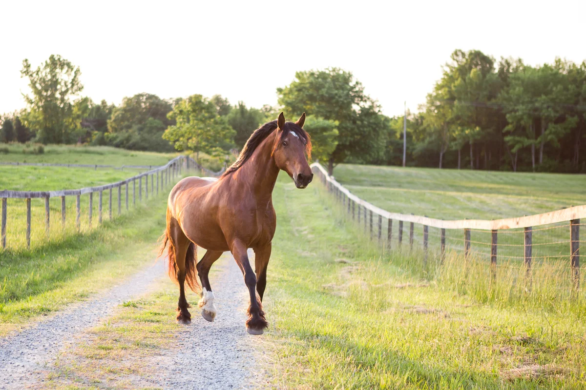 Virginia Equine Photographer