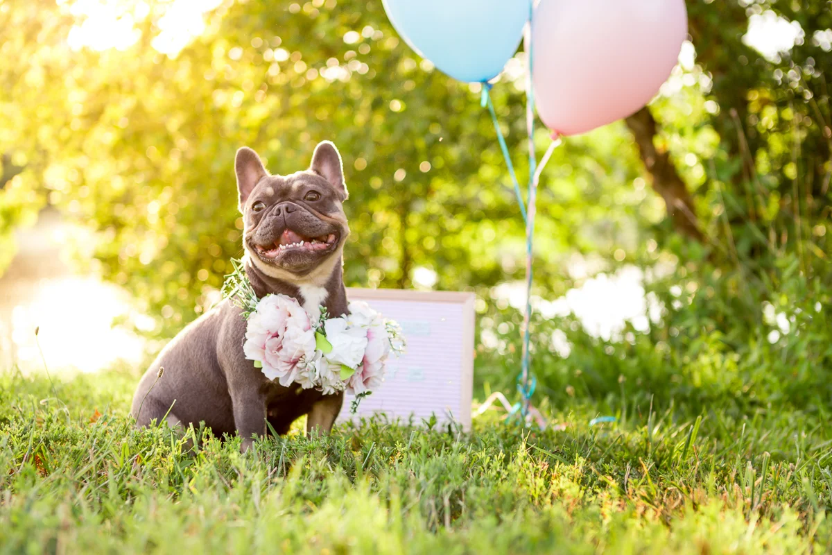 Virginia Pet Dog Photographer