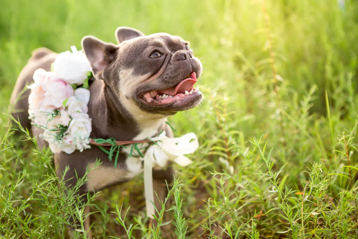 Richmond Dog Photographer