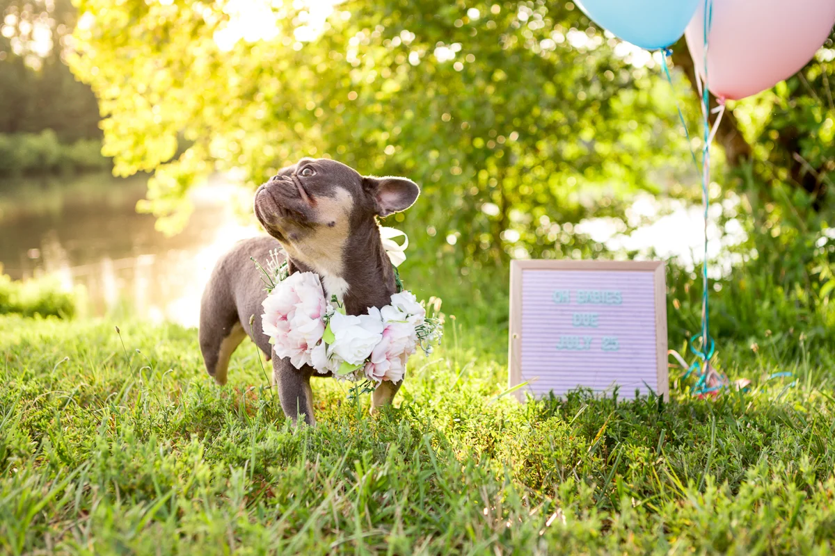 Richmond Pet Photography
