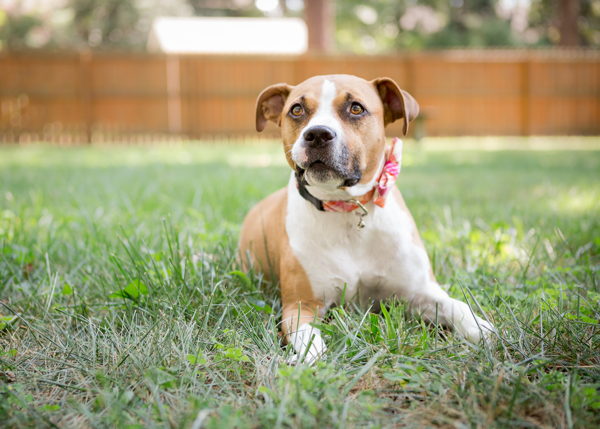 Richmond Pet Photographer