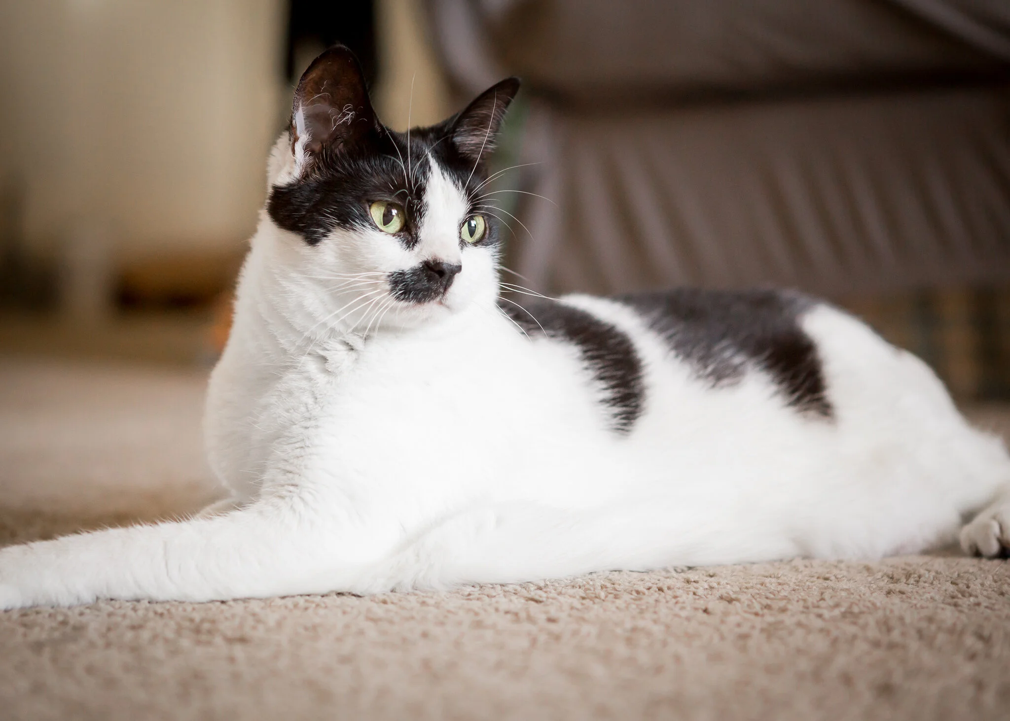 Richmond Pet Photographer