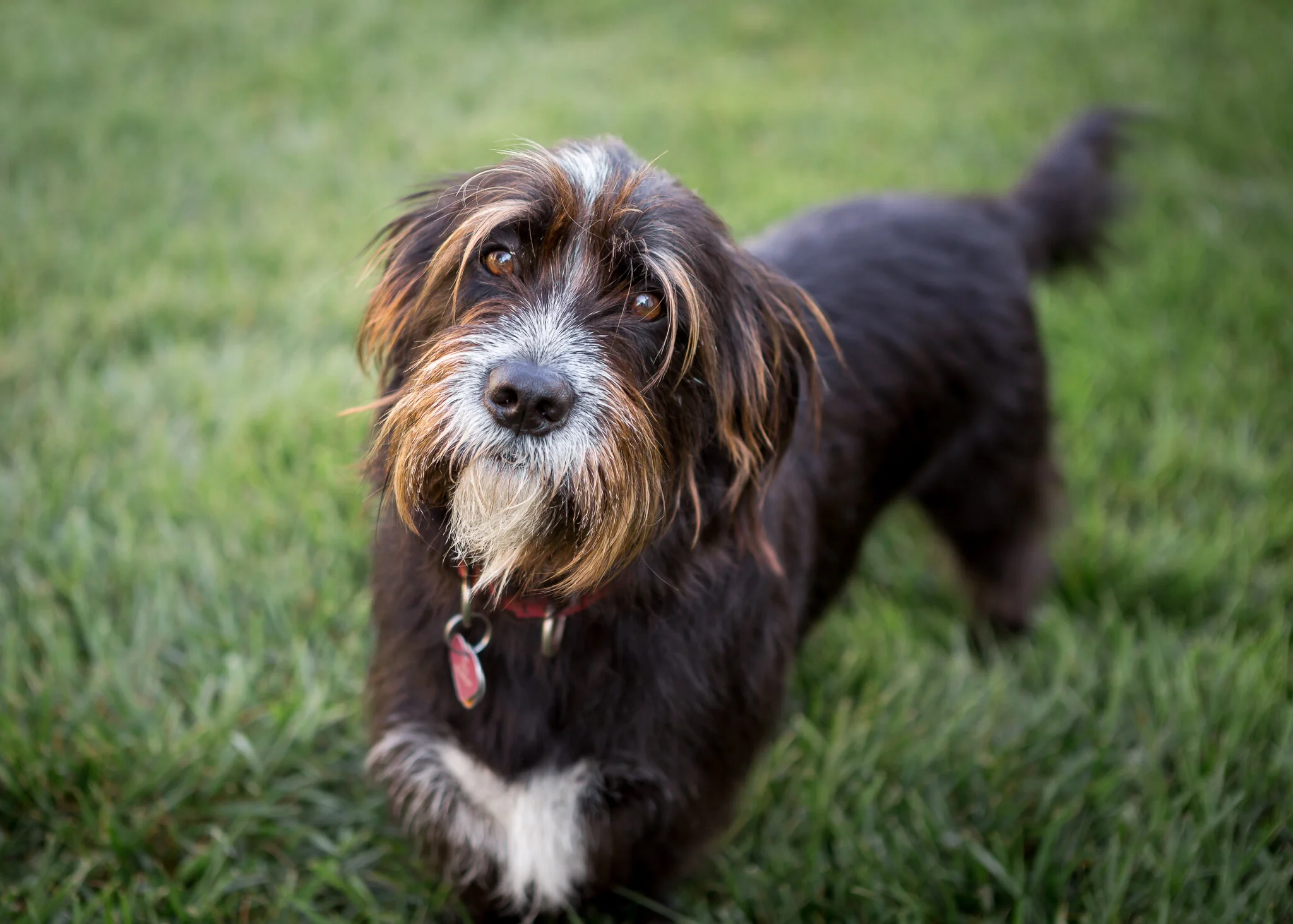 Richmond Pet Photographer