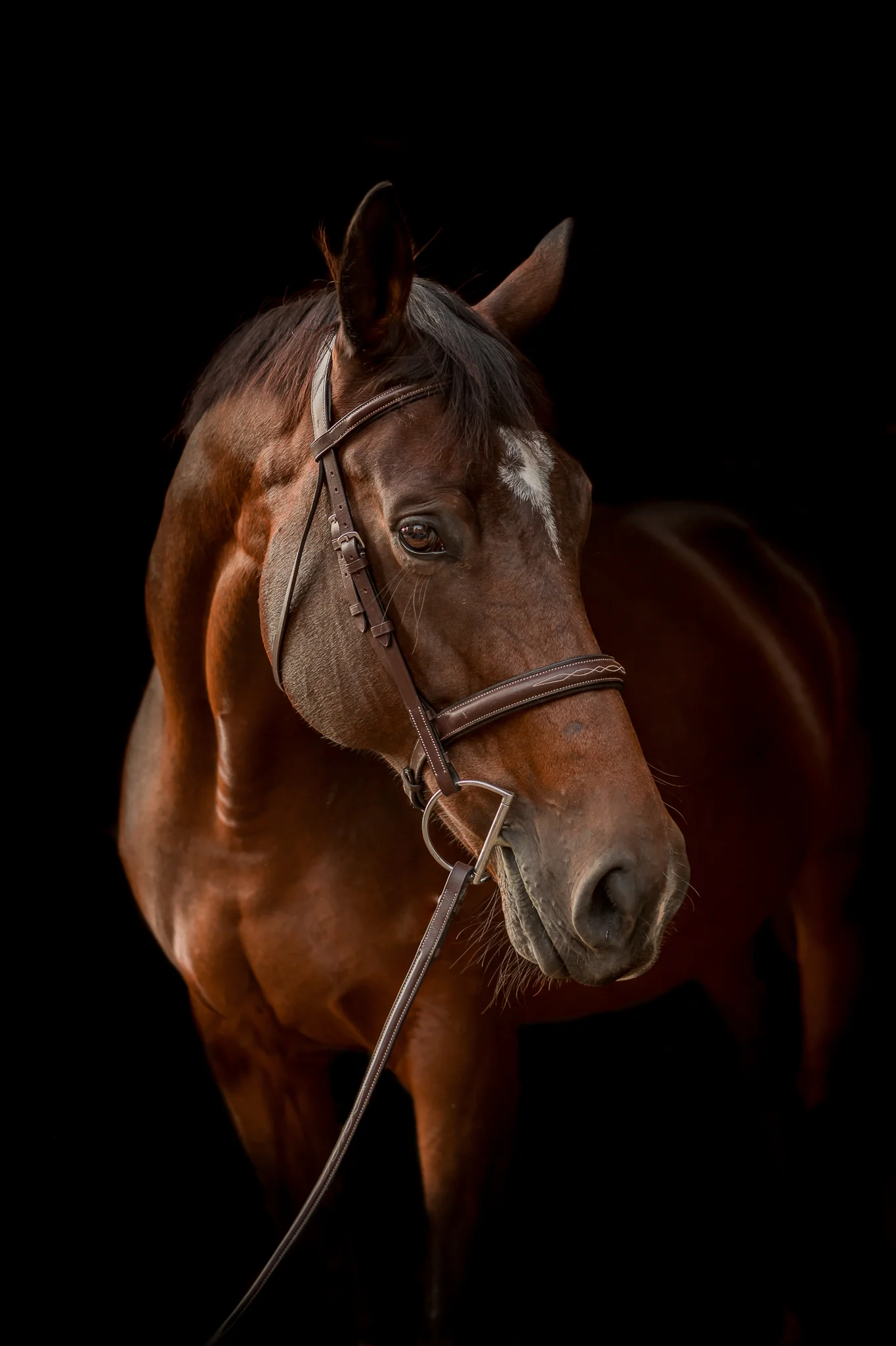 Virginia Equine Horse and Rider Portrait Photographer