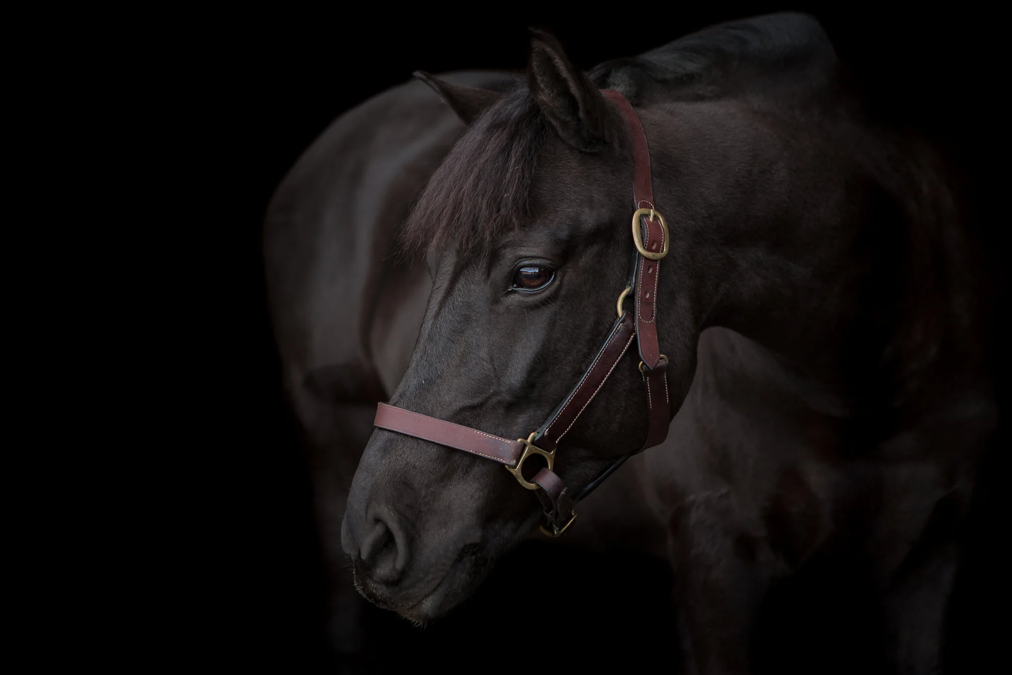 Virginia Black Background Equine Photography