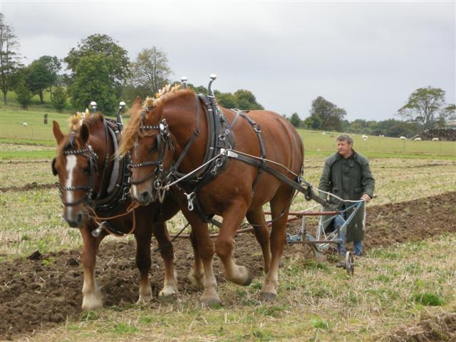 Horse-Ploughing.jpg
