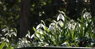 Happy Imbolc