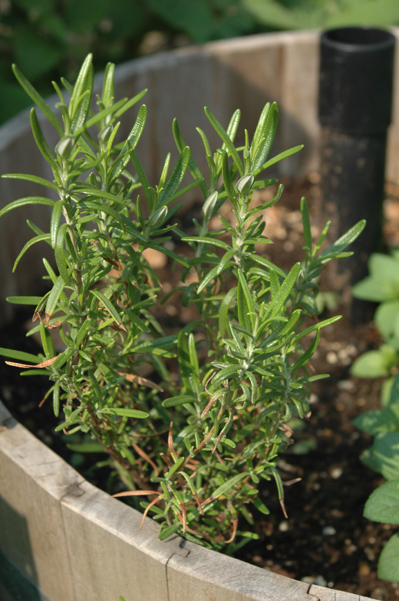 YOUNG ROSEMARY