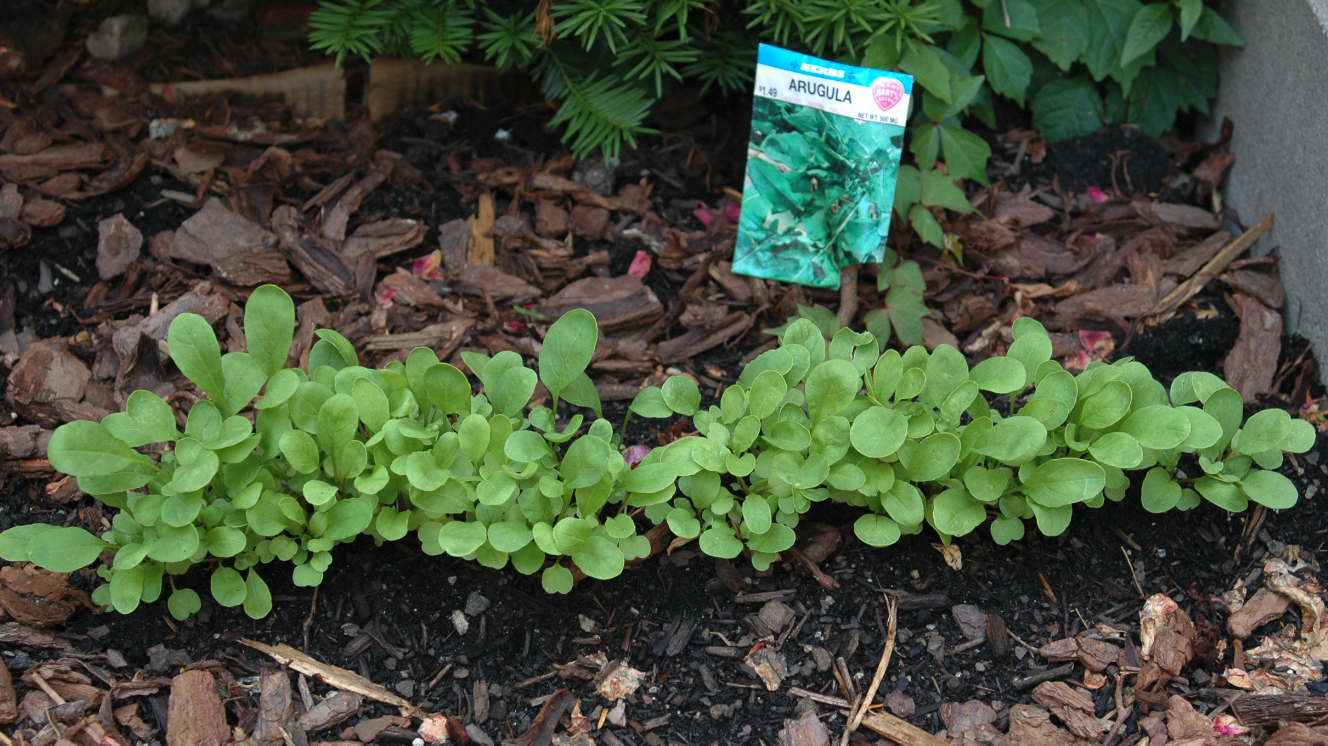 ARUGULA