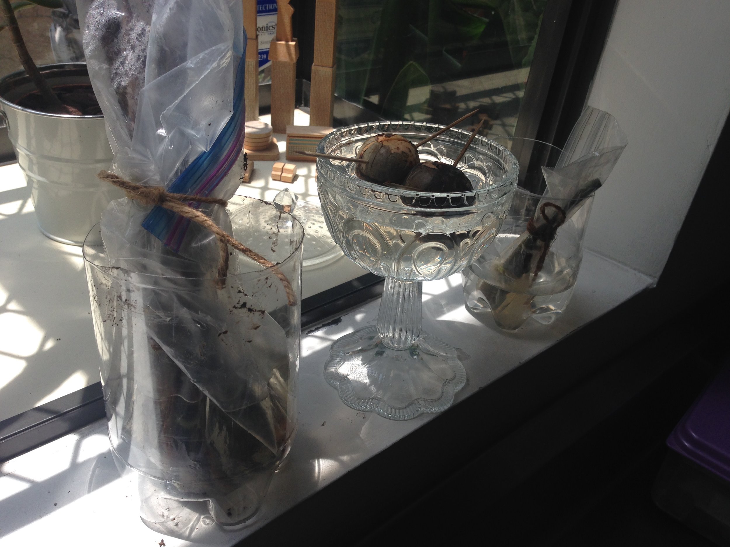 FIG TREE CUTTINGS & AVOCADO PITS