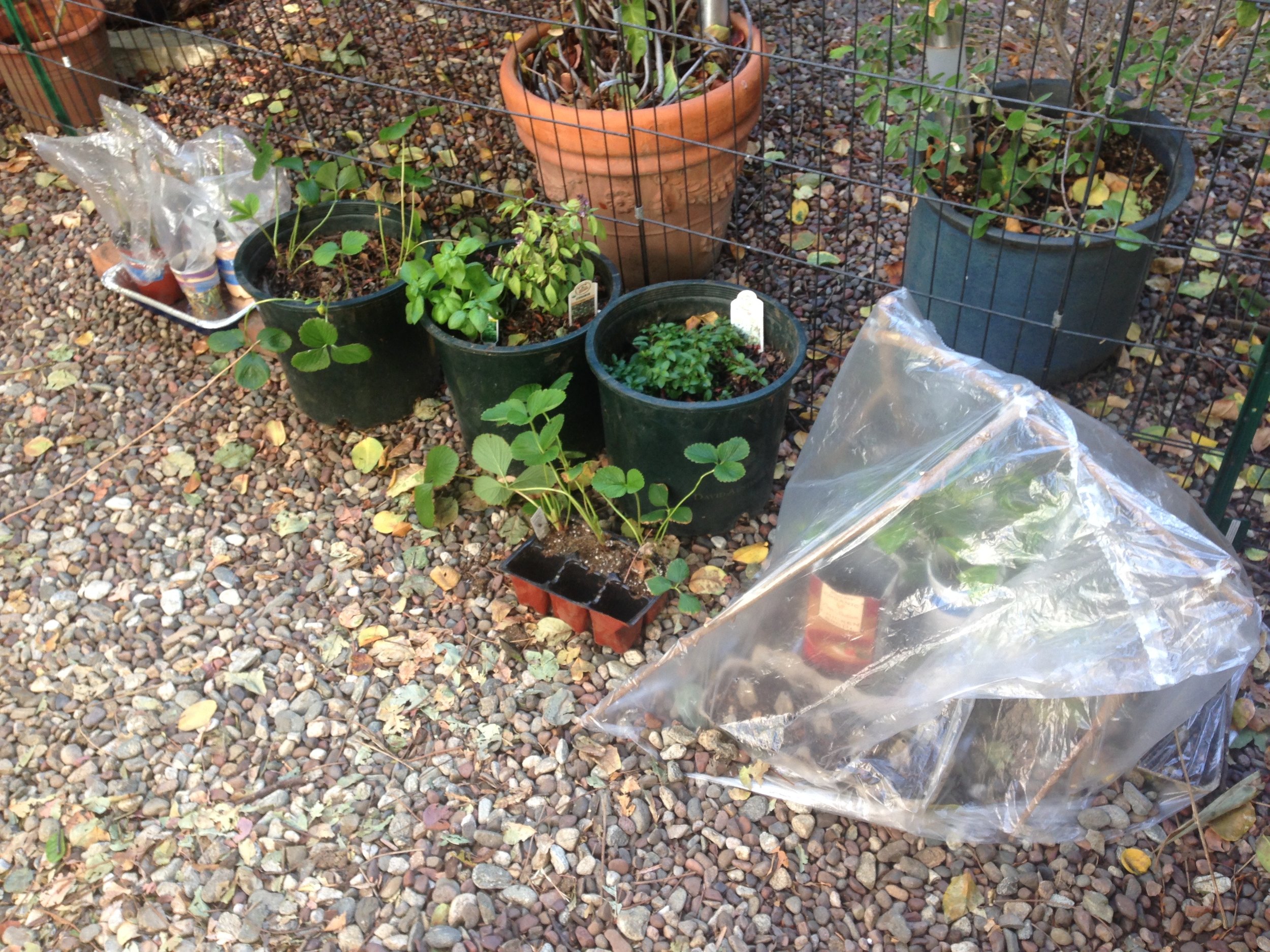 PURCHASES + CUTTINGS